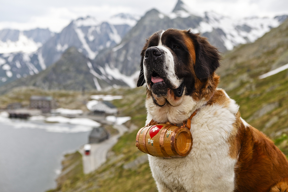 7 Dogs That Thrive in Mountain Environments