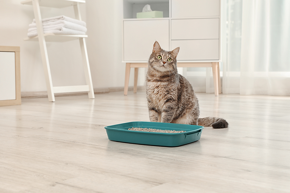 Where Should You Put the Litter Box?
