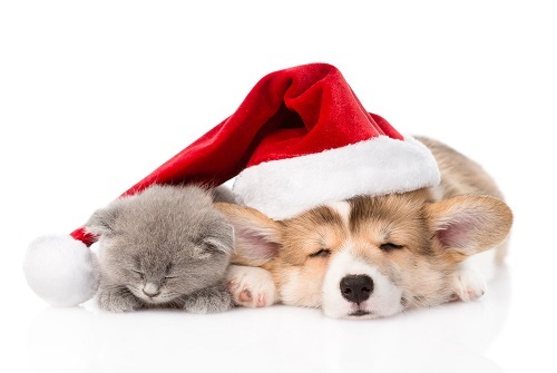 Merry Christmas To All Our Friends!