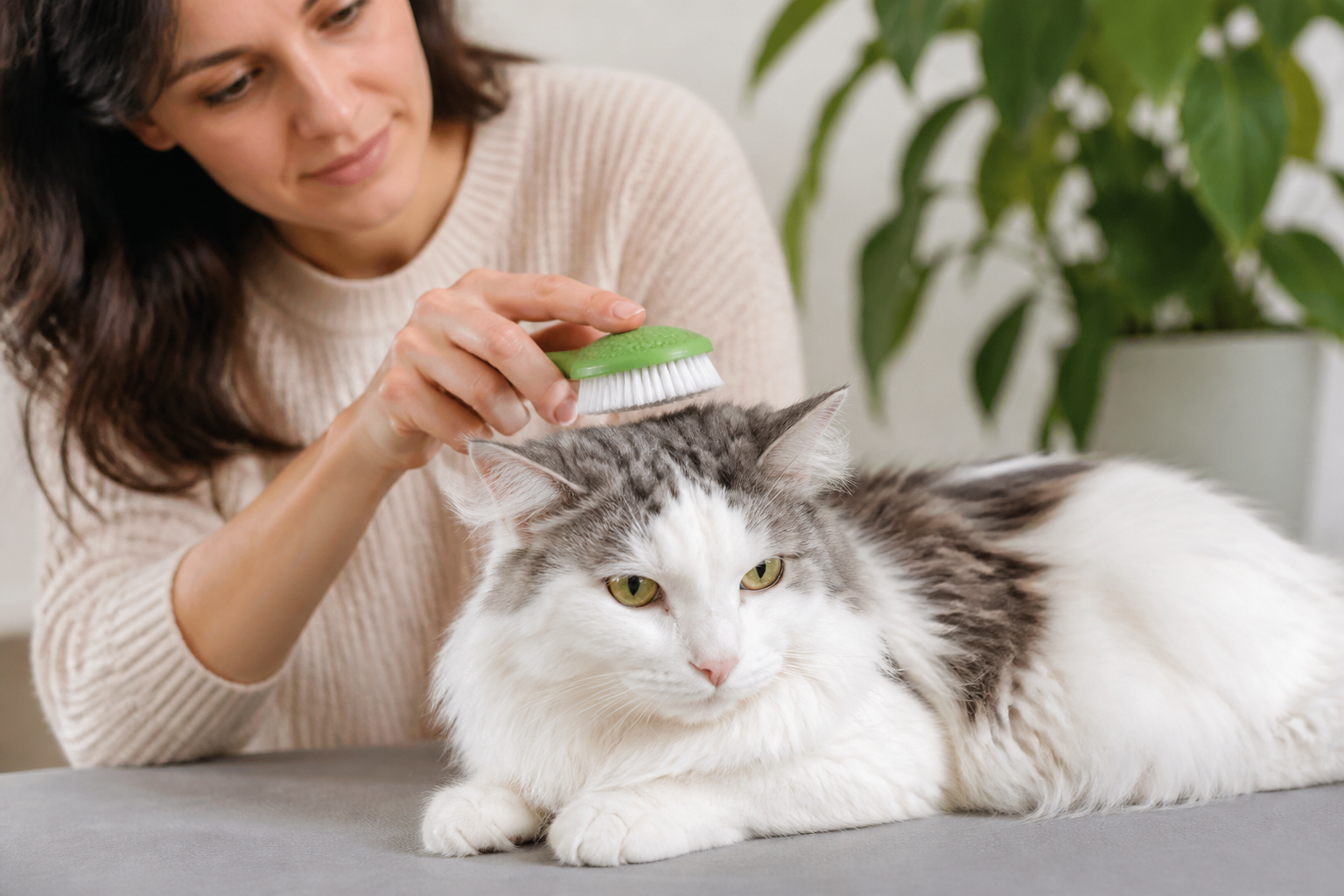 How to Get Rid of Dandruff on a Cat for a Healthy Coat