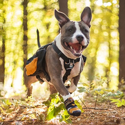 Fall Footwear for Fido