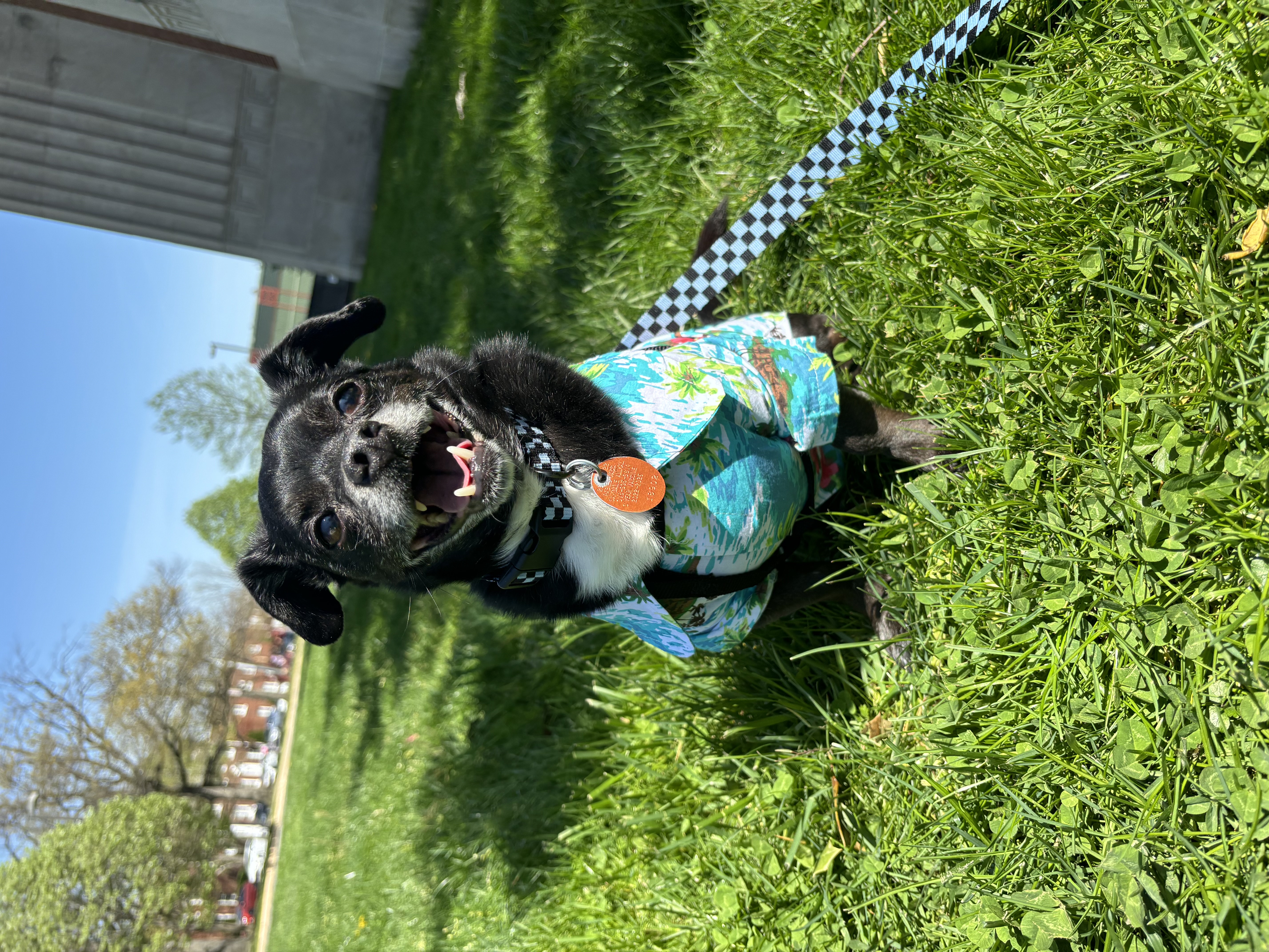 Casual Canine Hawaiian Breeze Dog Camp Shirt - Review Image 1