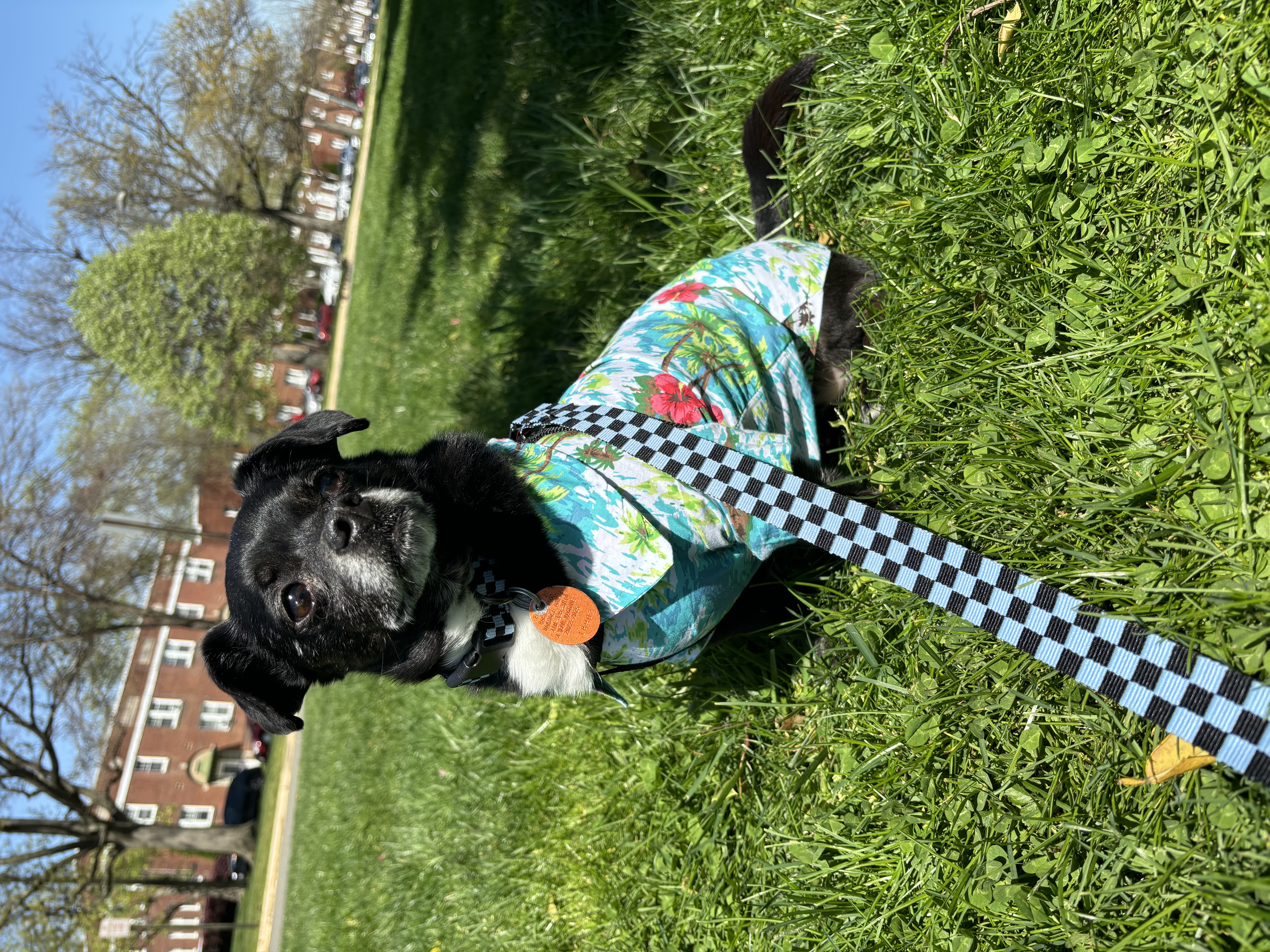 Casual Canine Hawaiian Breeze Dog Camp Shirt - Review Image 2