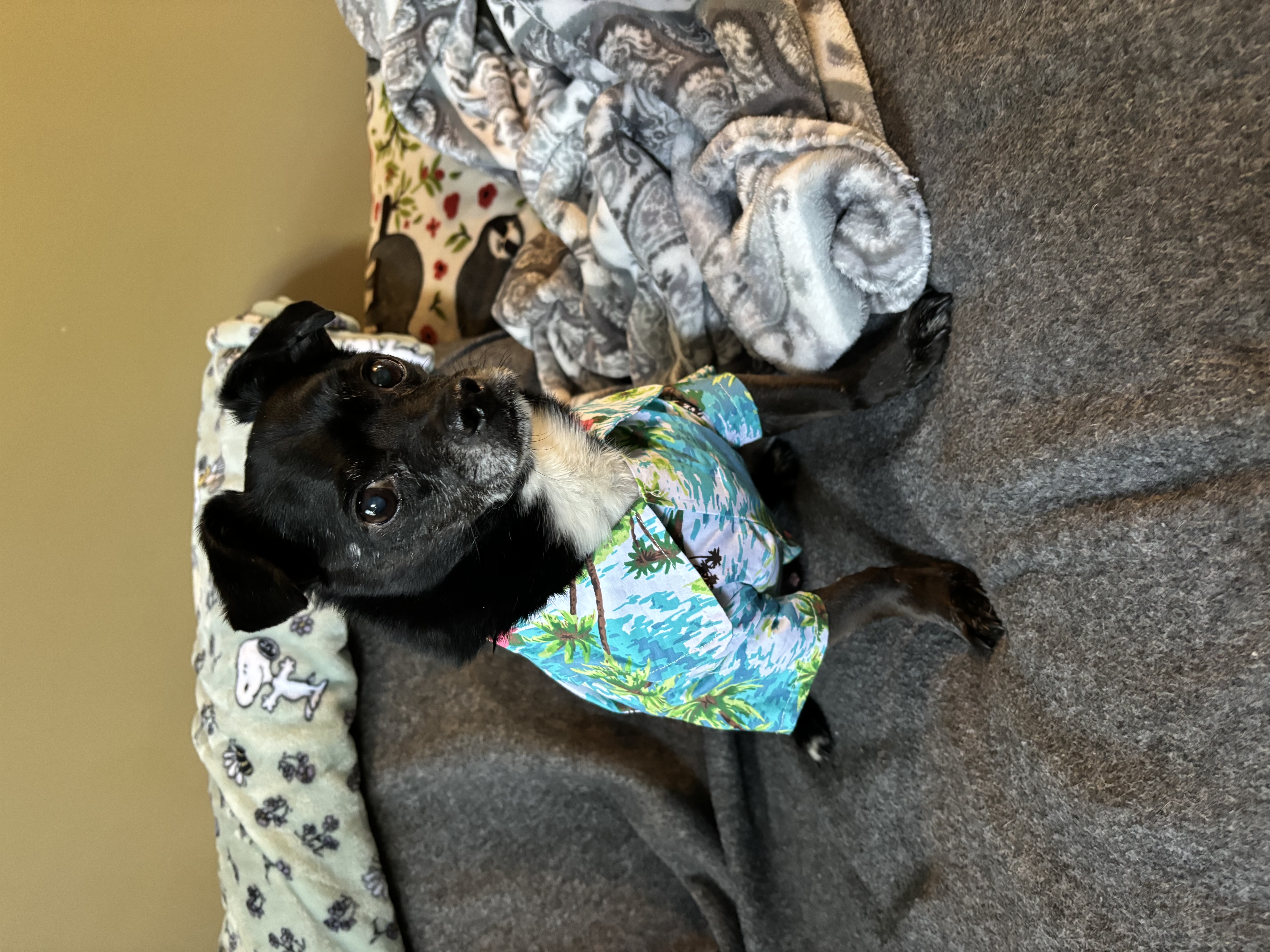 Casual Canine Hawaiian Breeze Dog Camp Shirt - Review Image 3