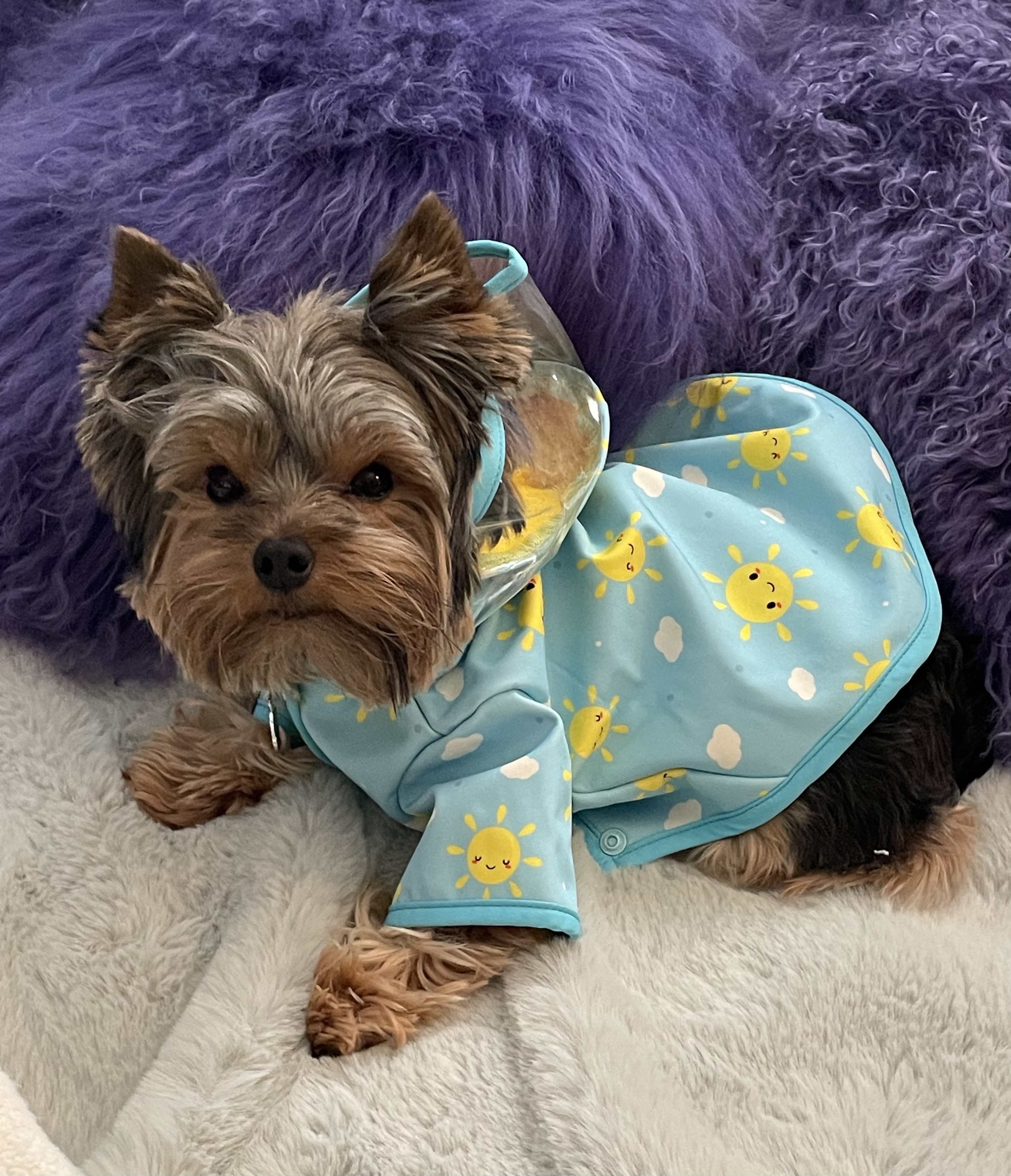 Klippo Clear View Dog Raincoat with Fleece and Detachable Hood - Happy Sunshine - Review Image 1