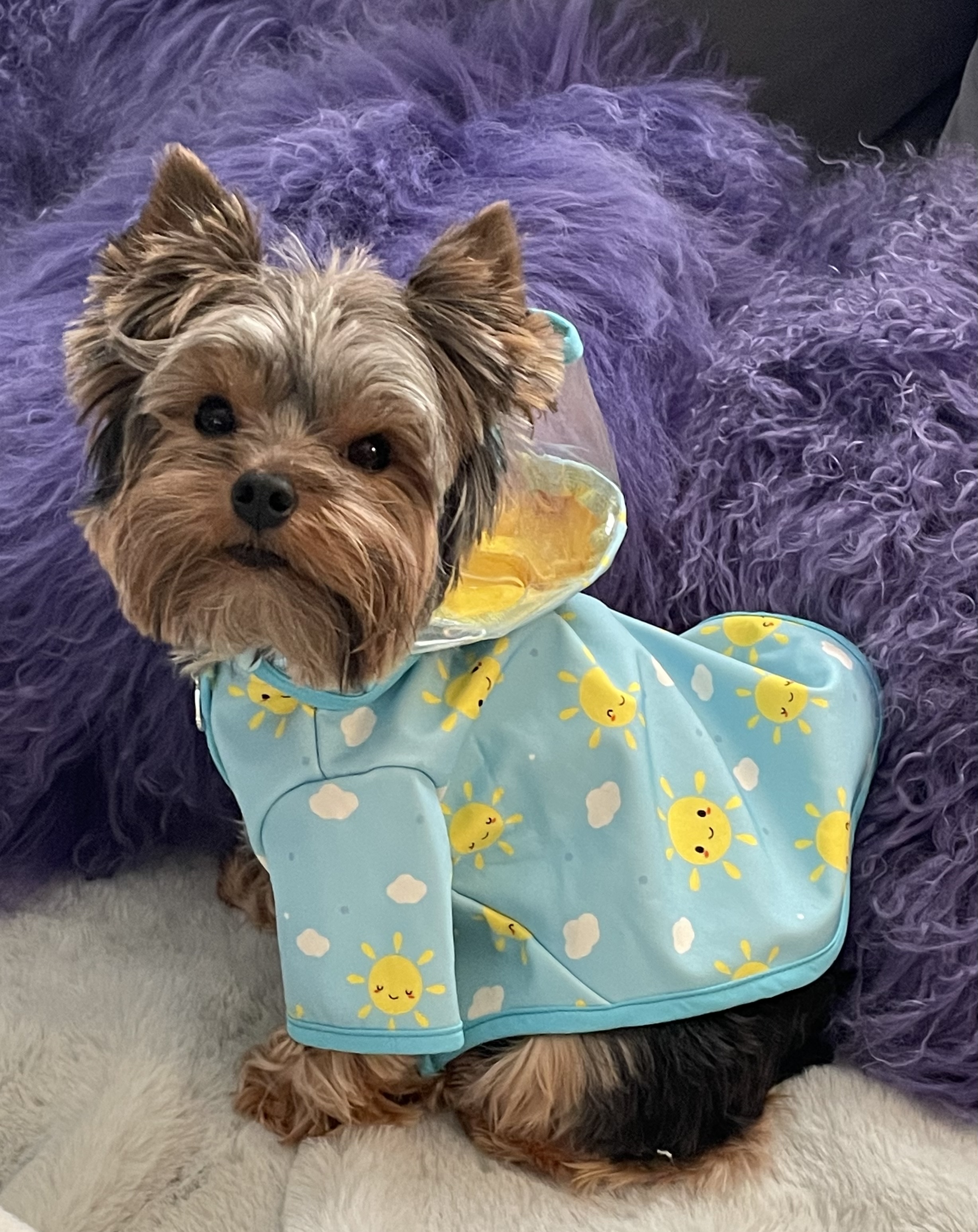 Klippo Clear View Dog Raincoat with Fleece and Detachable Hood - Happy Sunshine - Review Image 2