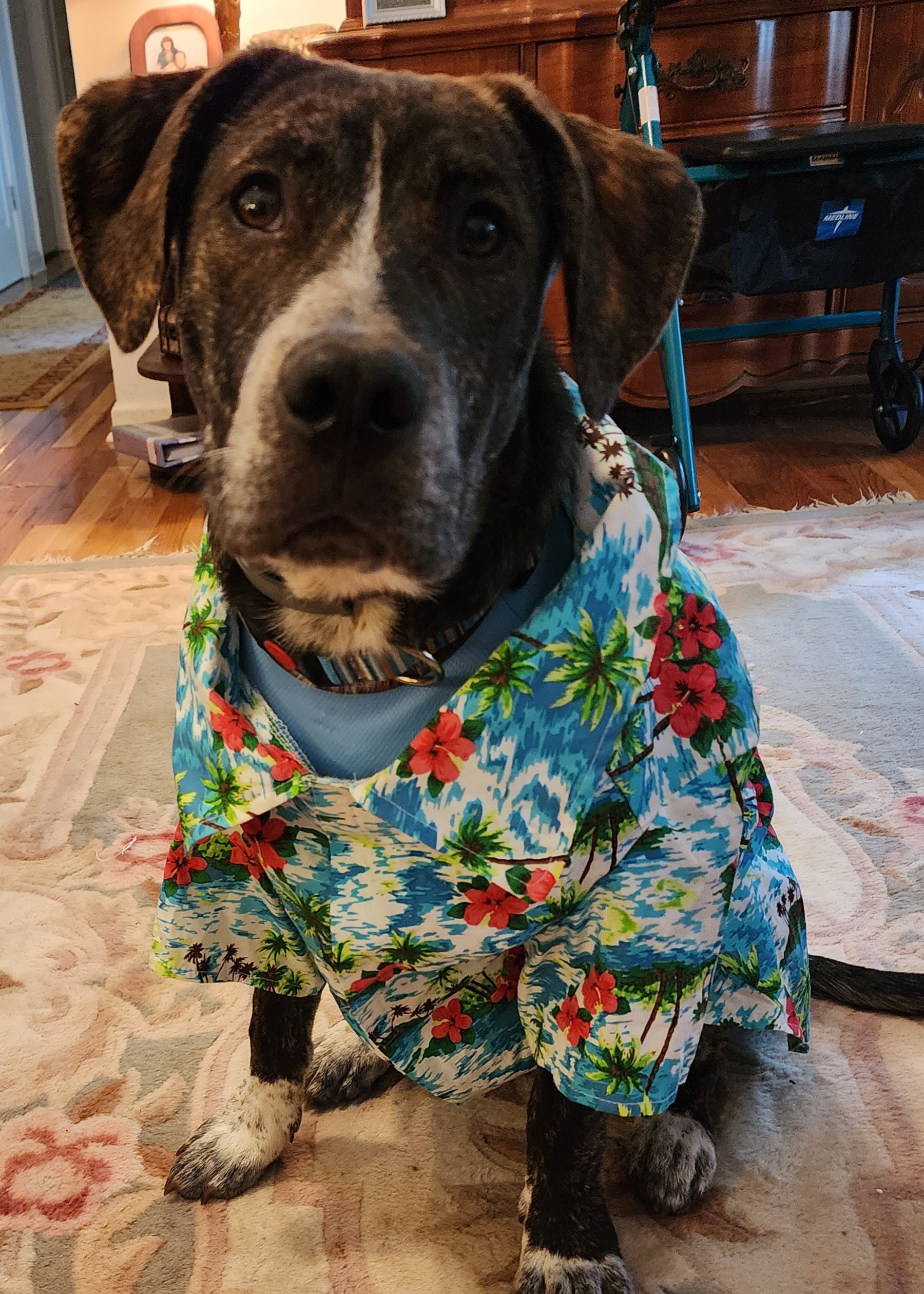 Parisian Pet Hawaiian Camp Dog Shirt - Review Image 1
