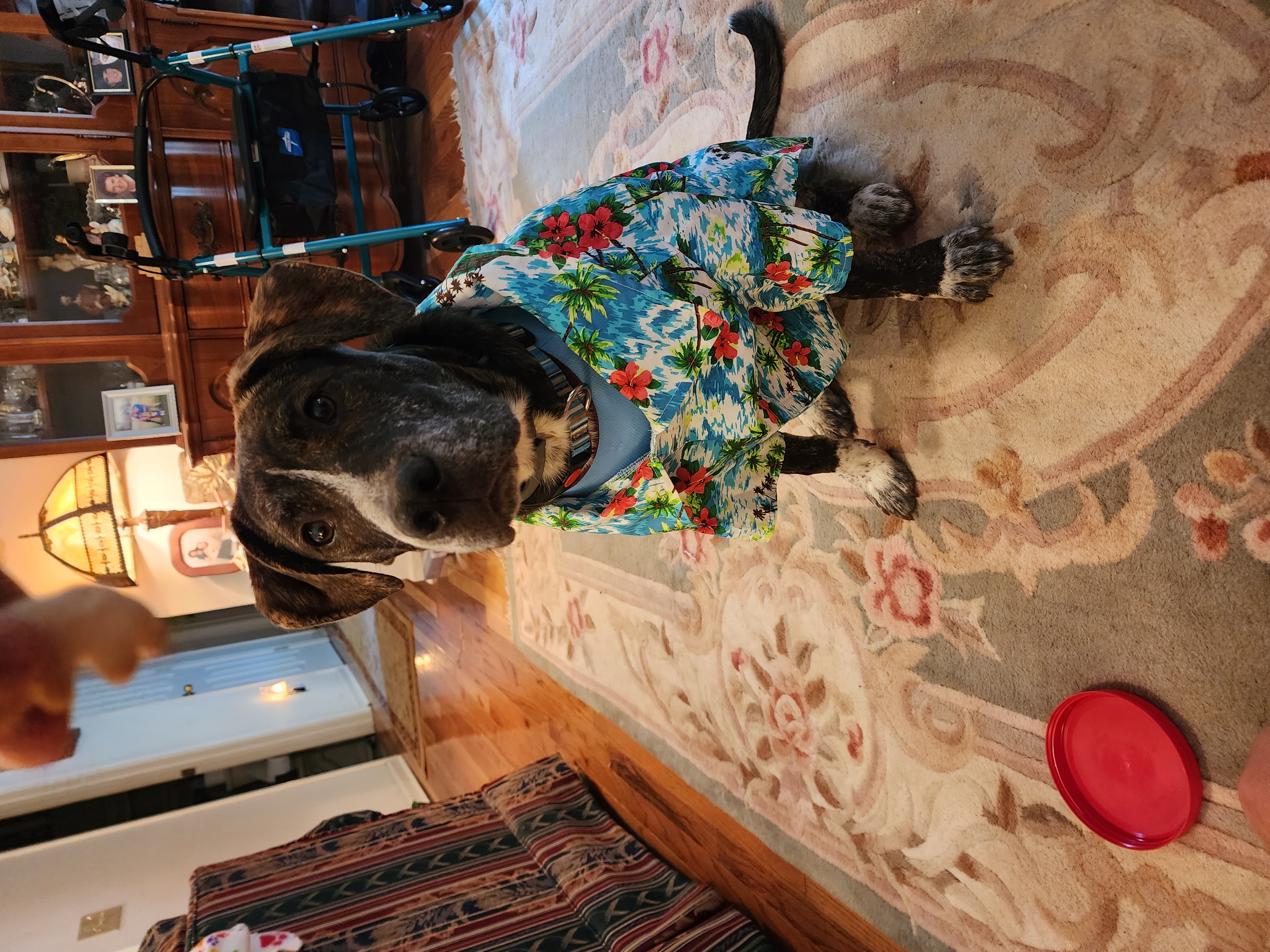 Parisian Pet Hawaiian Camp Dog Shirt - Review Image 2