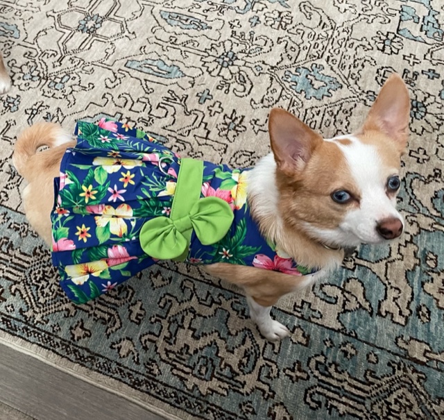 Blue Lagoon Hawaiian Hibiscus Dog Dress with Matching Leash by Doggie Design - Review Image 1