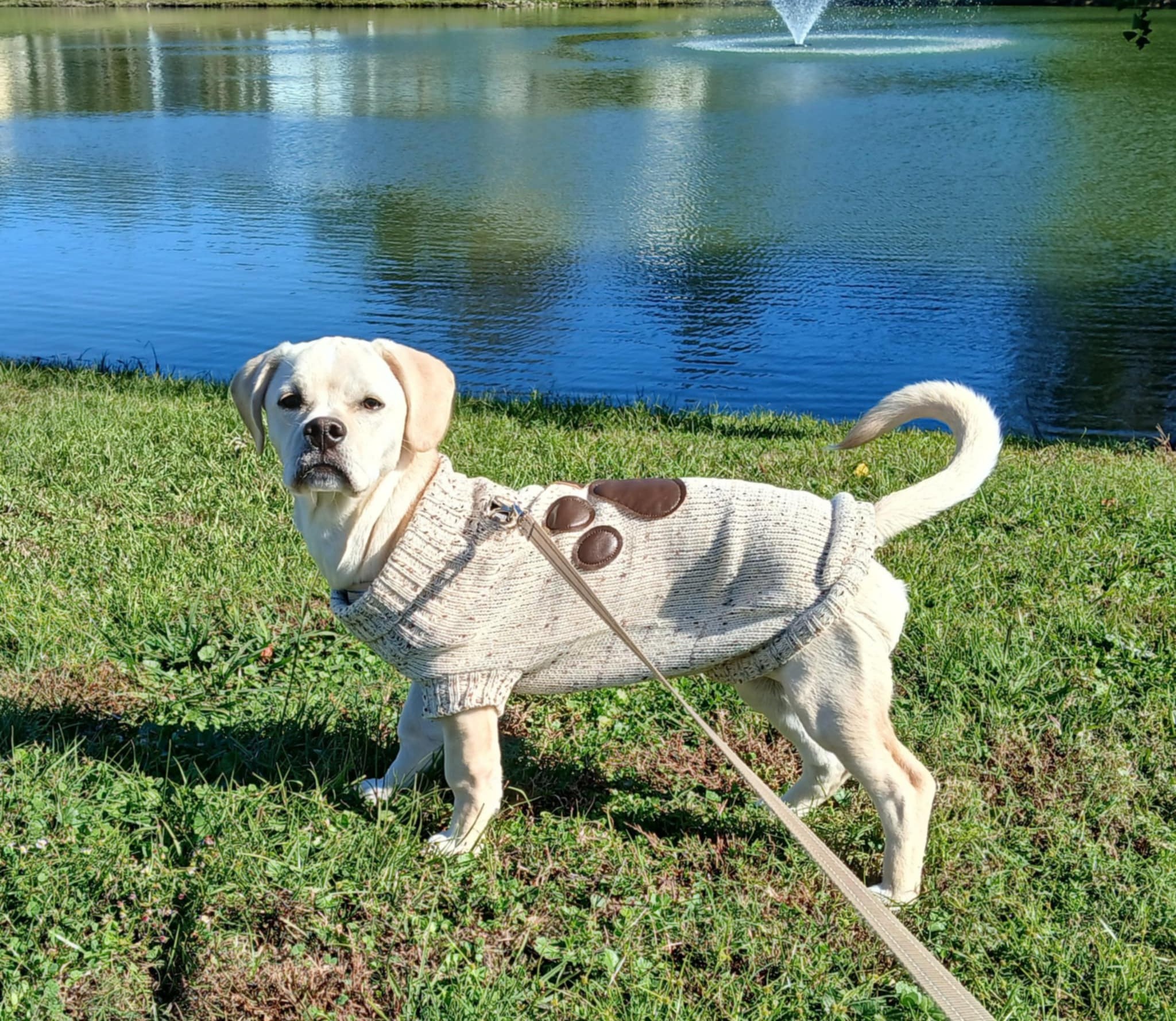 Zack & Zoey Aberdeen Dog Sweater - Review Image 1