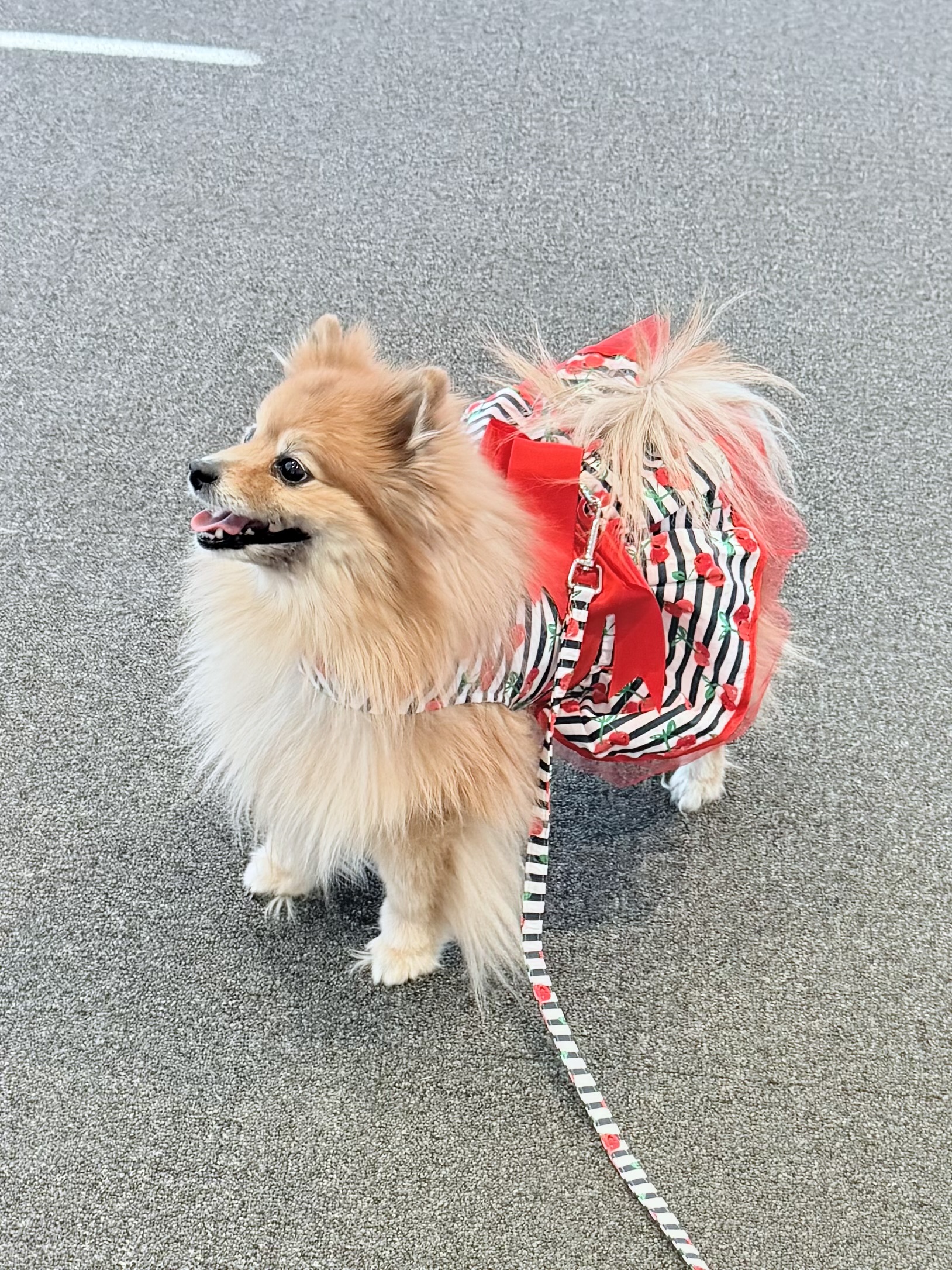 Doggie Design Holiday Satin Dog Dress with Leash - Green & Black  - Review Image 1