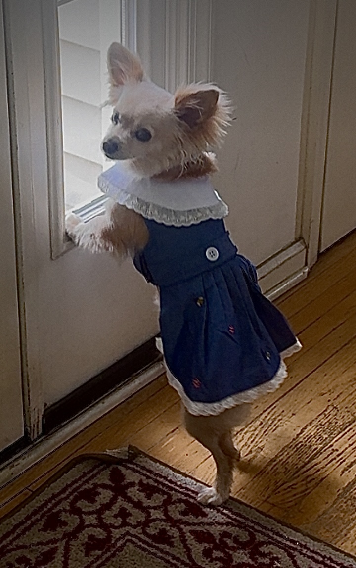 Prairie Dog Dress by Parisian Pet - Review Image 1