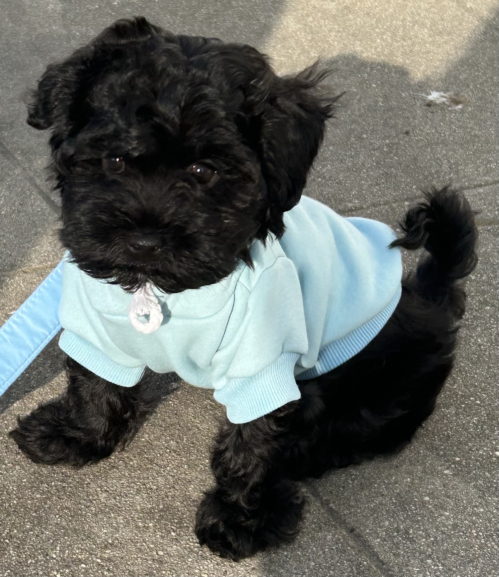 Plain Dog Hoodie - Baby Blue - Review Image 1