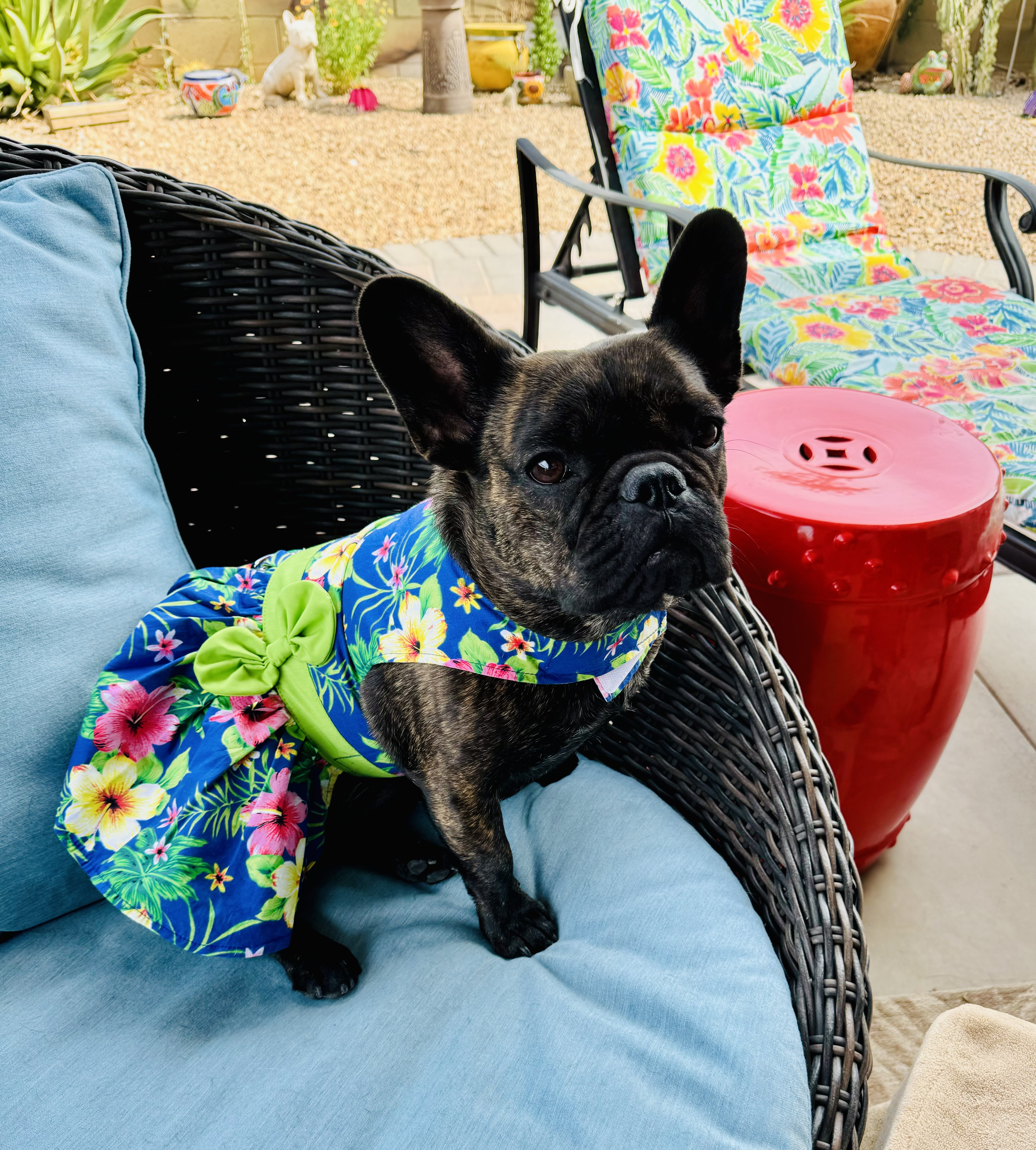 Blue Lagoon Hawaiian Hibiscus Dog Dress with Matching Leash by Doggie Design - Review Image 1