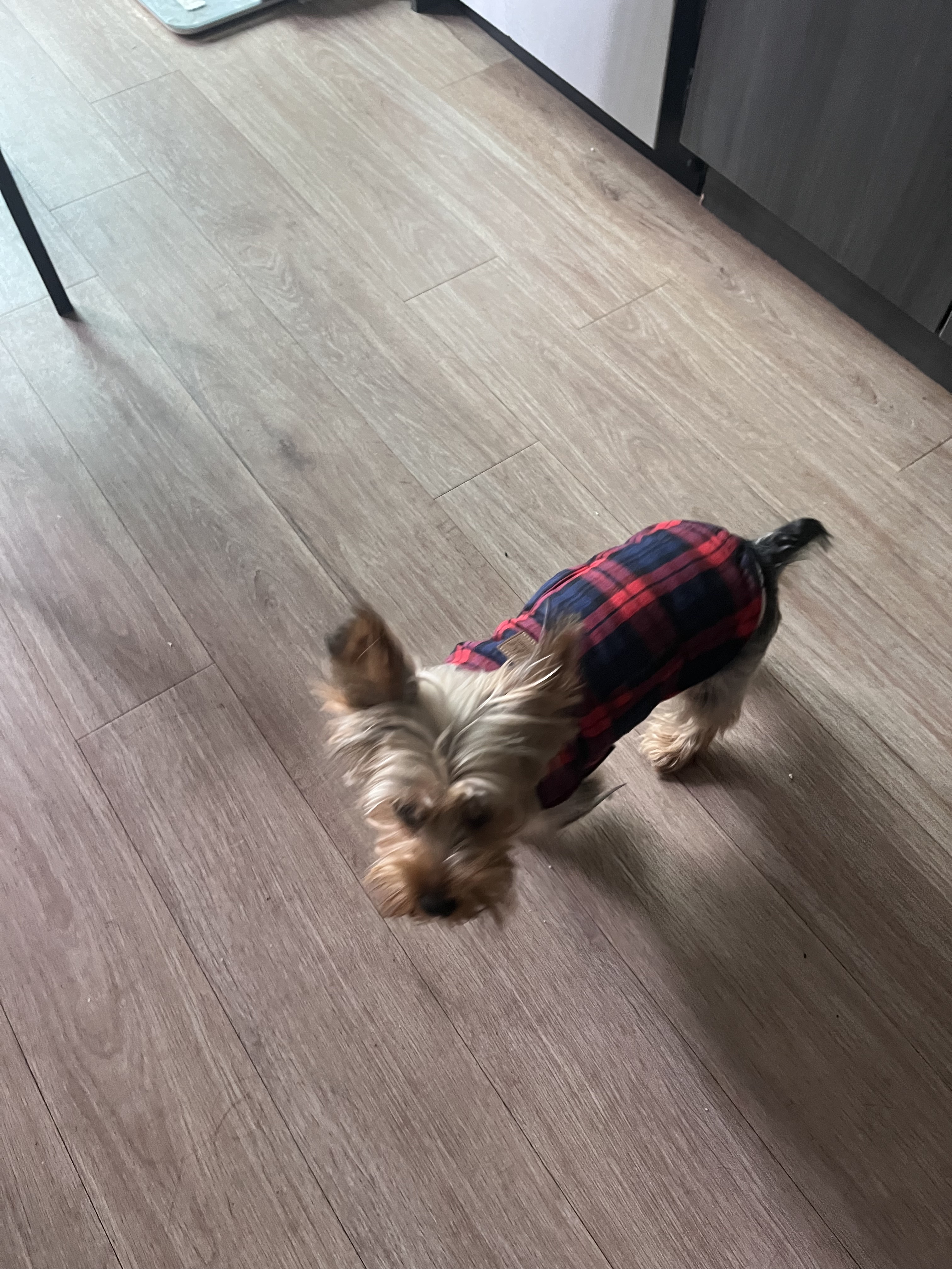 Parisian Pet Scottish Plaid Dog Coat - Red - Review Image 1
