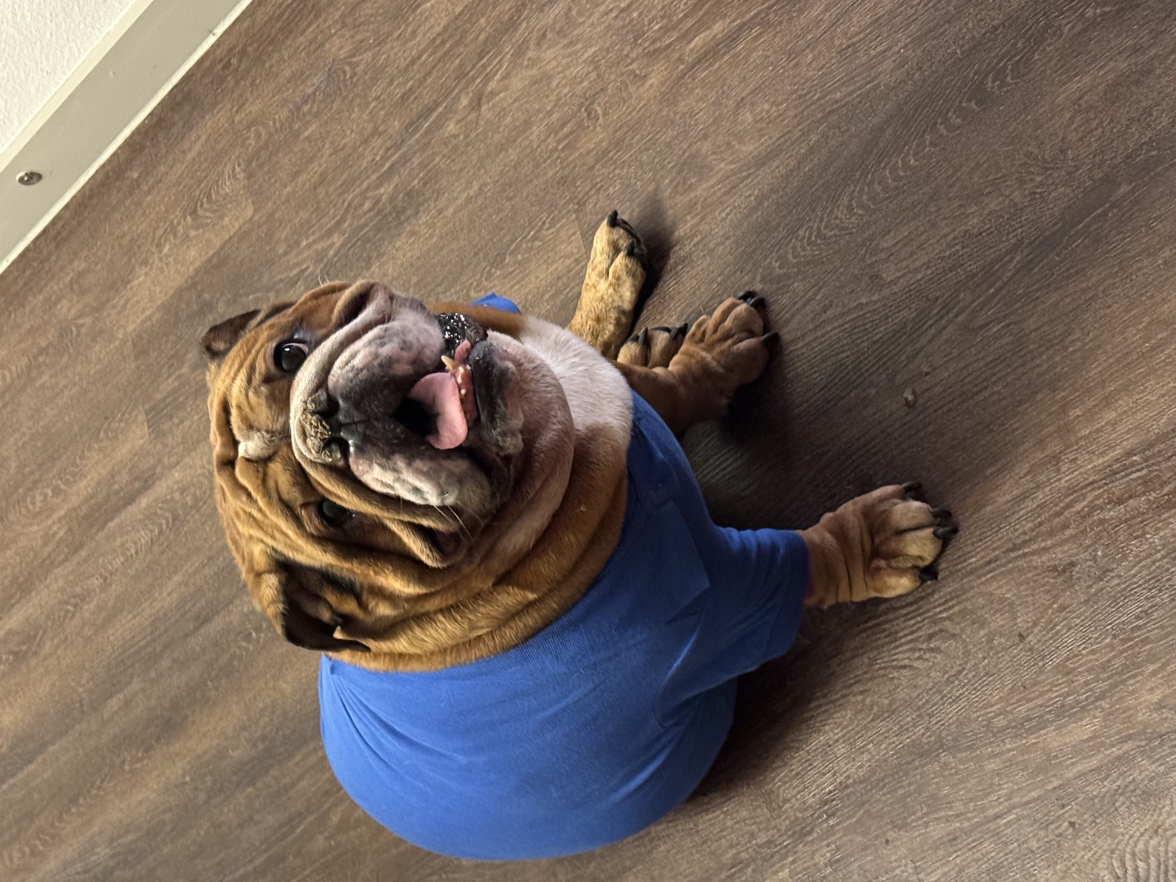 Solid Dog Polo by Doggie Design - Nautical Blue - Review Image 2