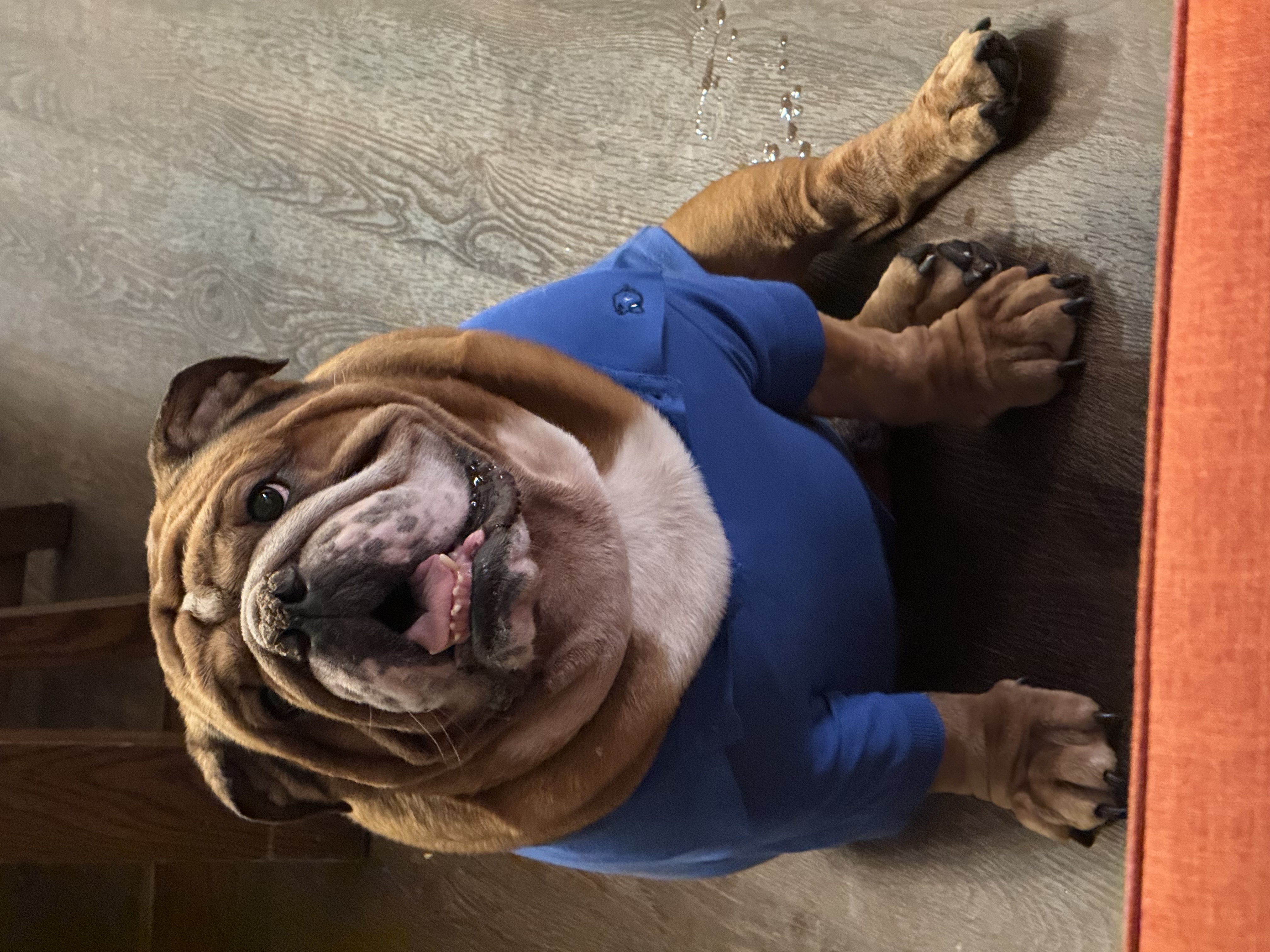 Solid Dog Polo by Doggie Design - Nautical Blue - Review Image 3