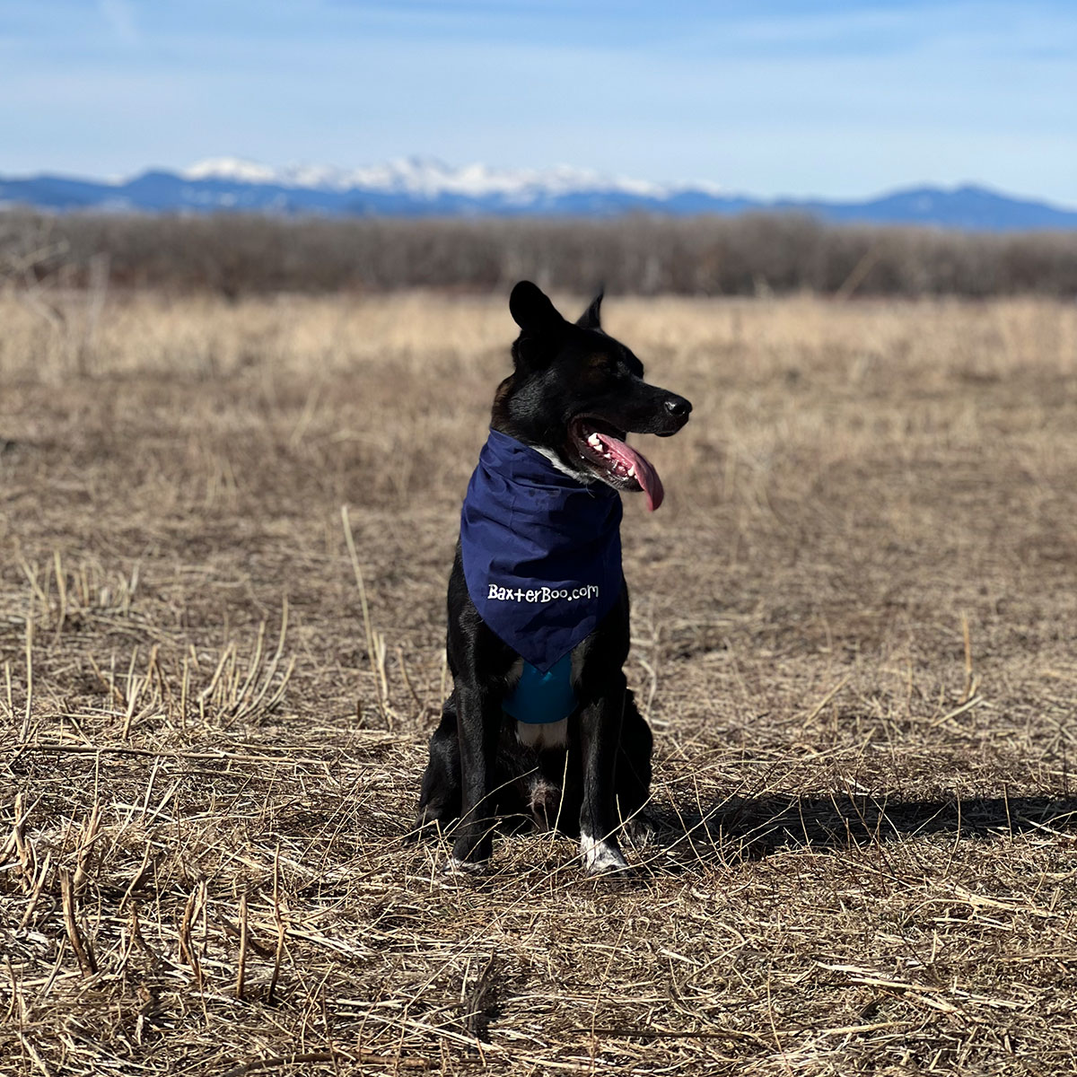 BaxerBoo.com Dog Bandana - Navy Blue - Review Image 1