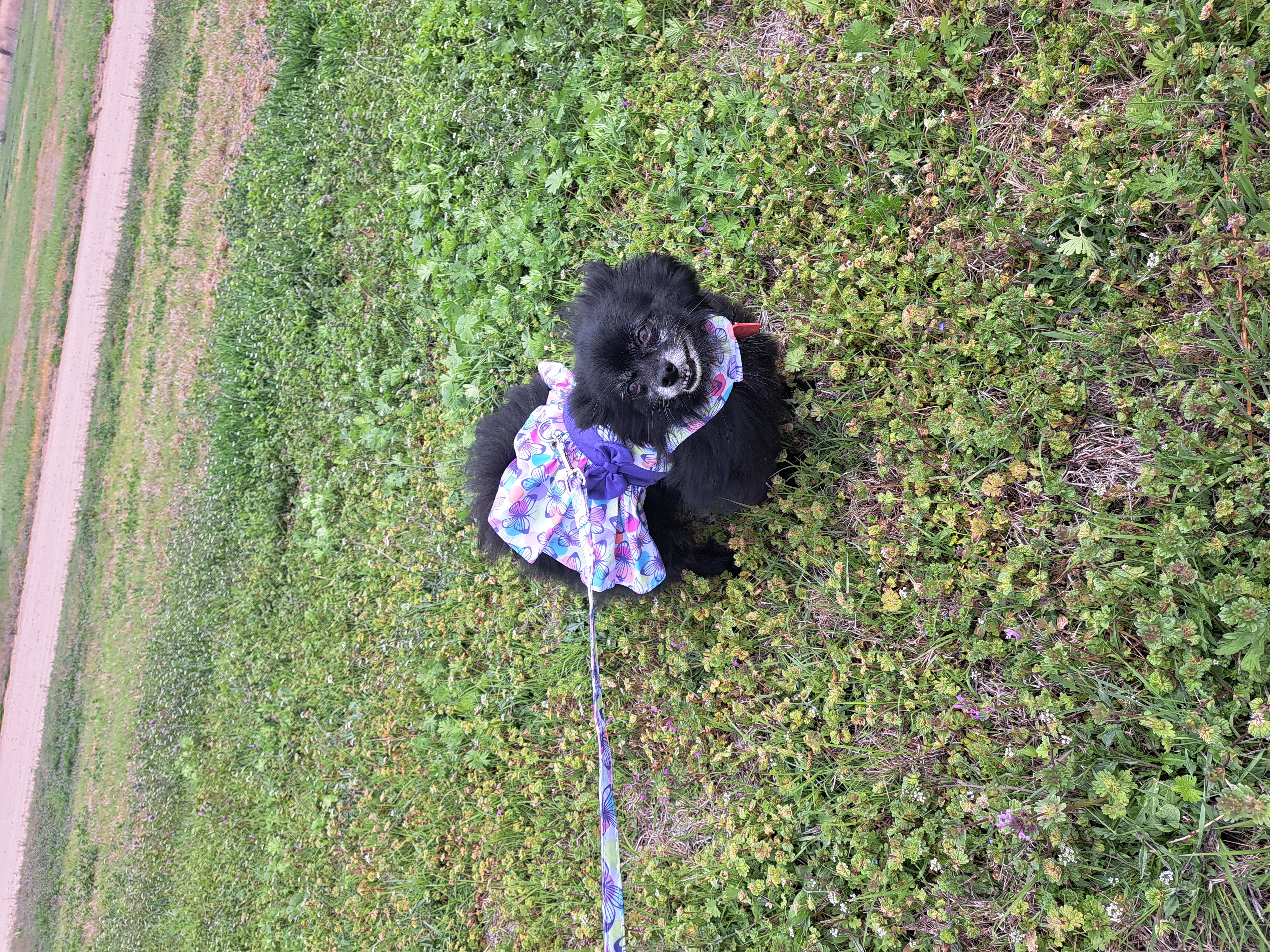 Purple Butterfly Dog Harness Dress with Matching Leash by Doggie Design - Review Image 1