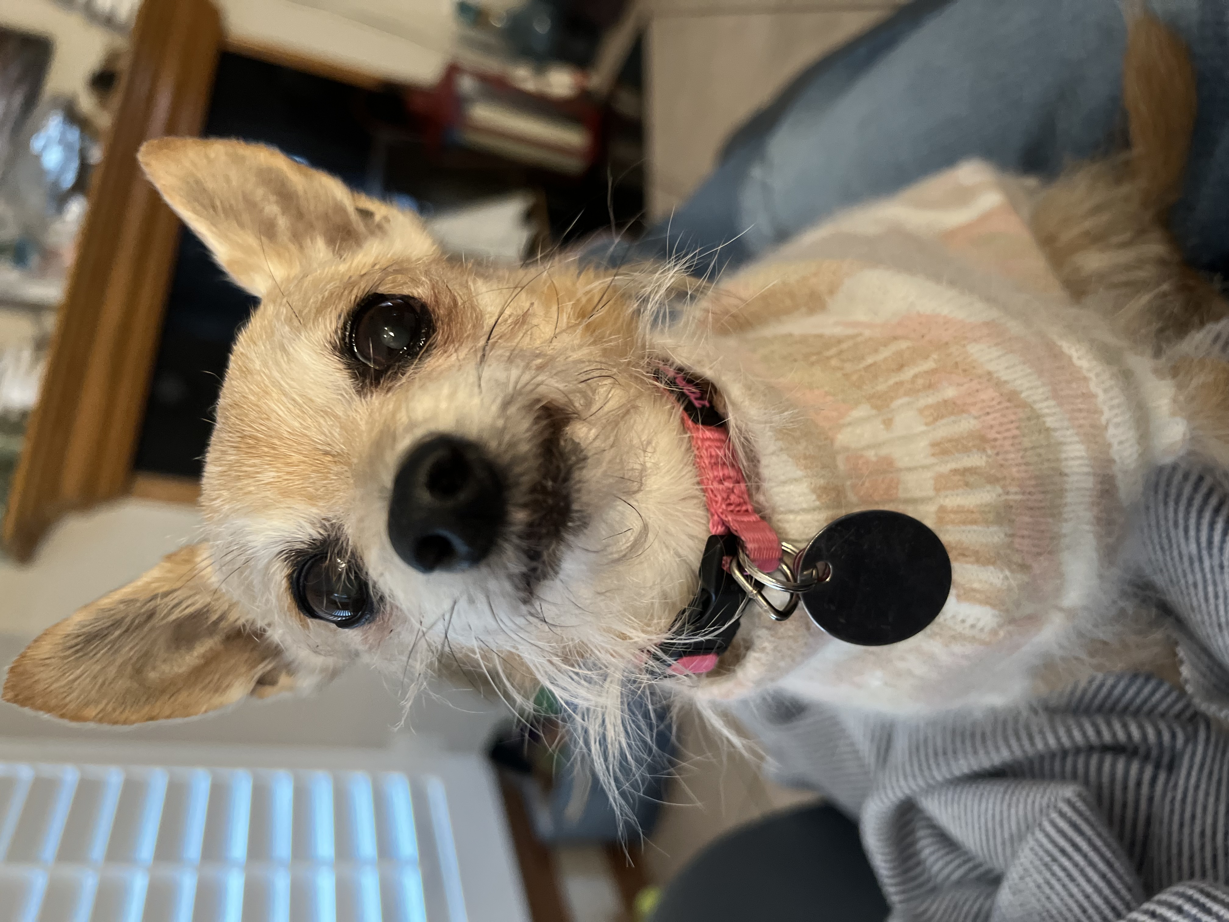 The Dog Squad Camouflage Mockneck Dog Sweater - Blush - Review Image 1