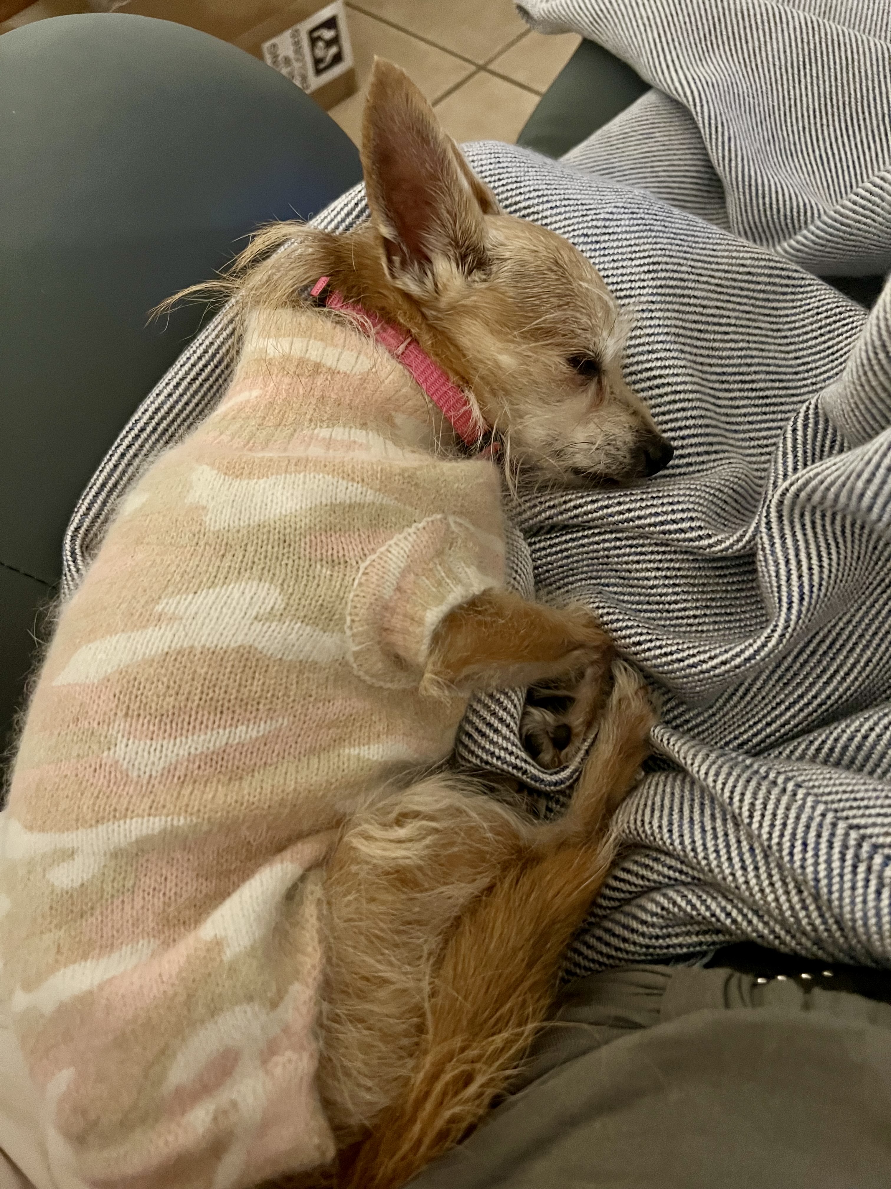 The Dog Squad Camouflage Mockneck Dog Sweater - Blush - Review Image 2