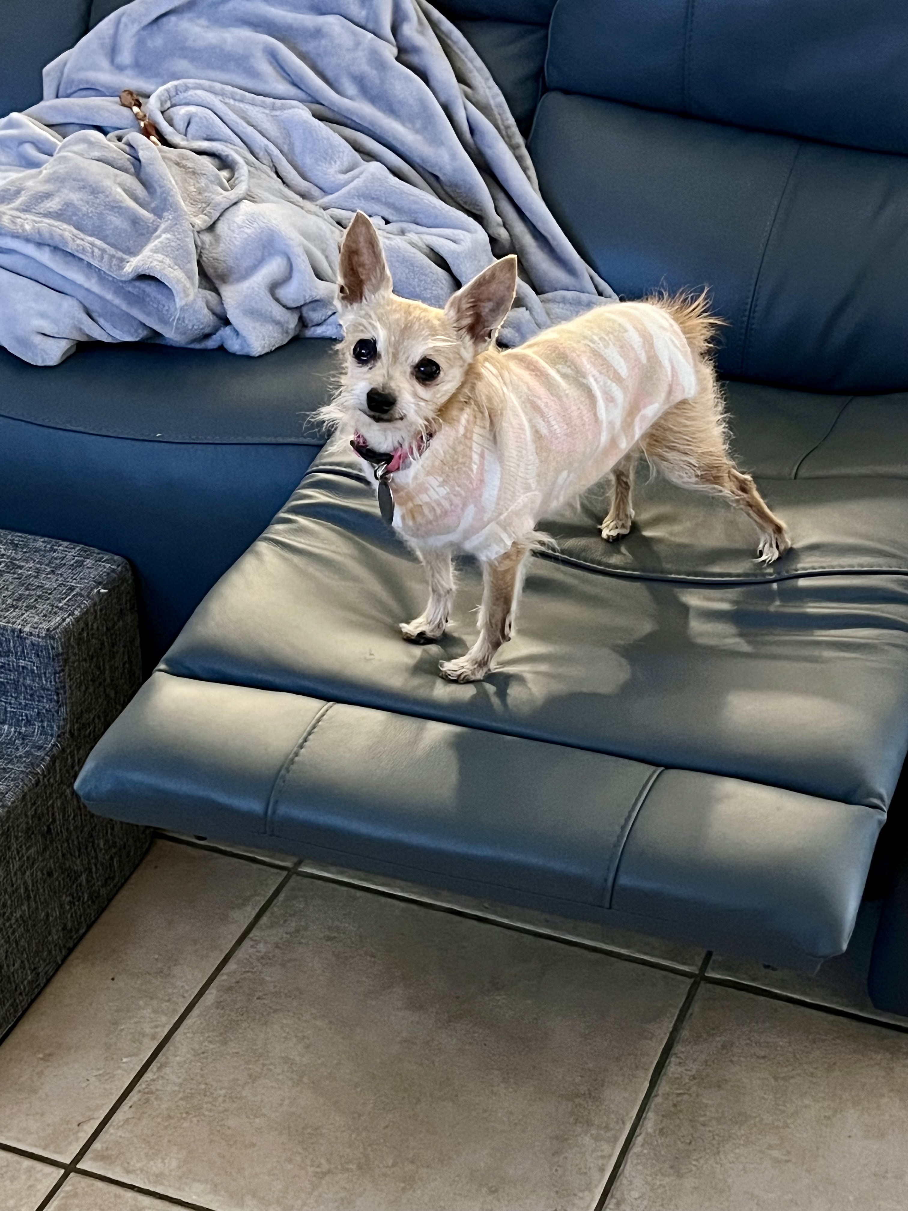 The Dog Squad Camouflage Mockneck Dog Sweater - Blush - Review Image 3