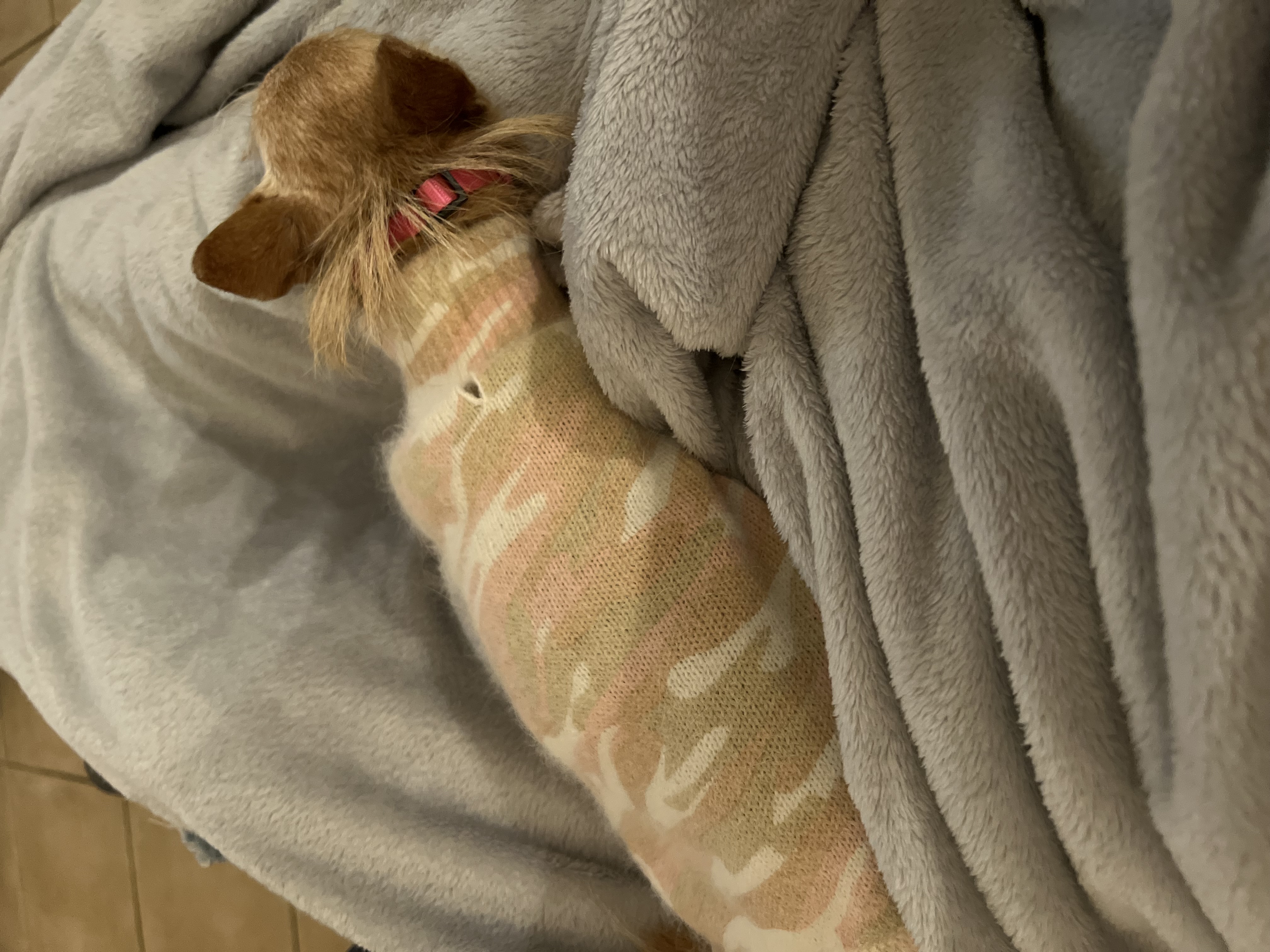 The Dog Squad Camouflage Mockneck Dog Sweater - Blush - Review Image 4