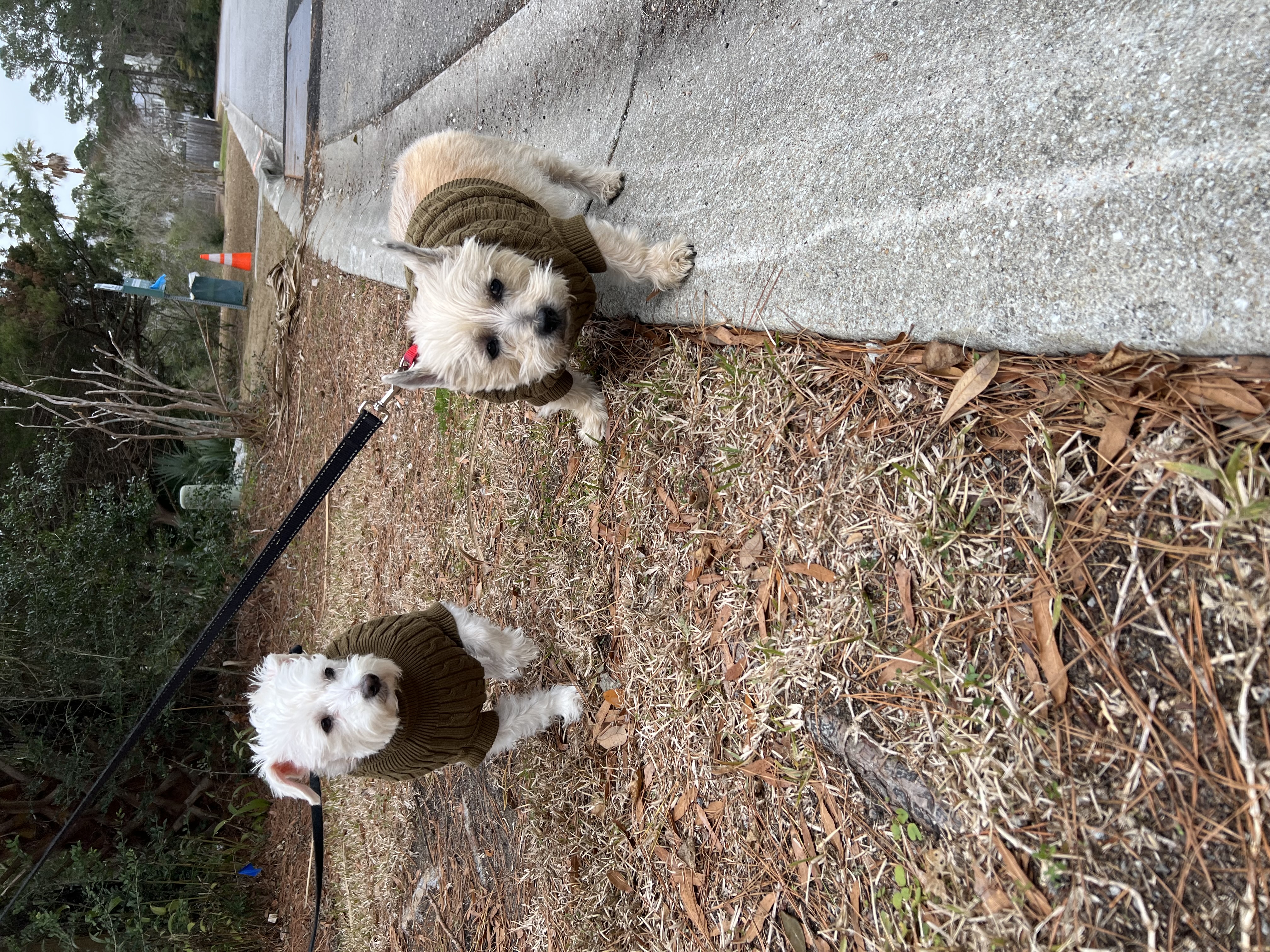 Cable Knit Dog Sweater by Doggie Design - Herb Green - Review Image 1