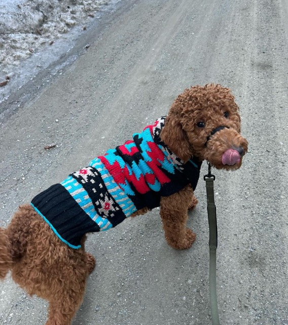 Chilly Dog Handmade Black Southwest Wool Dog Sweater - Review Image 1