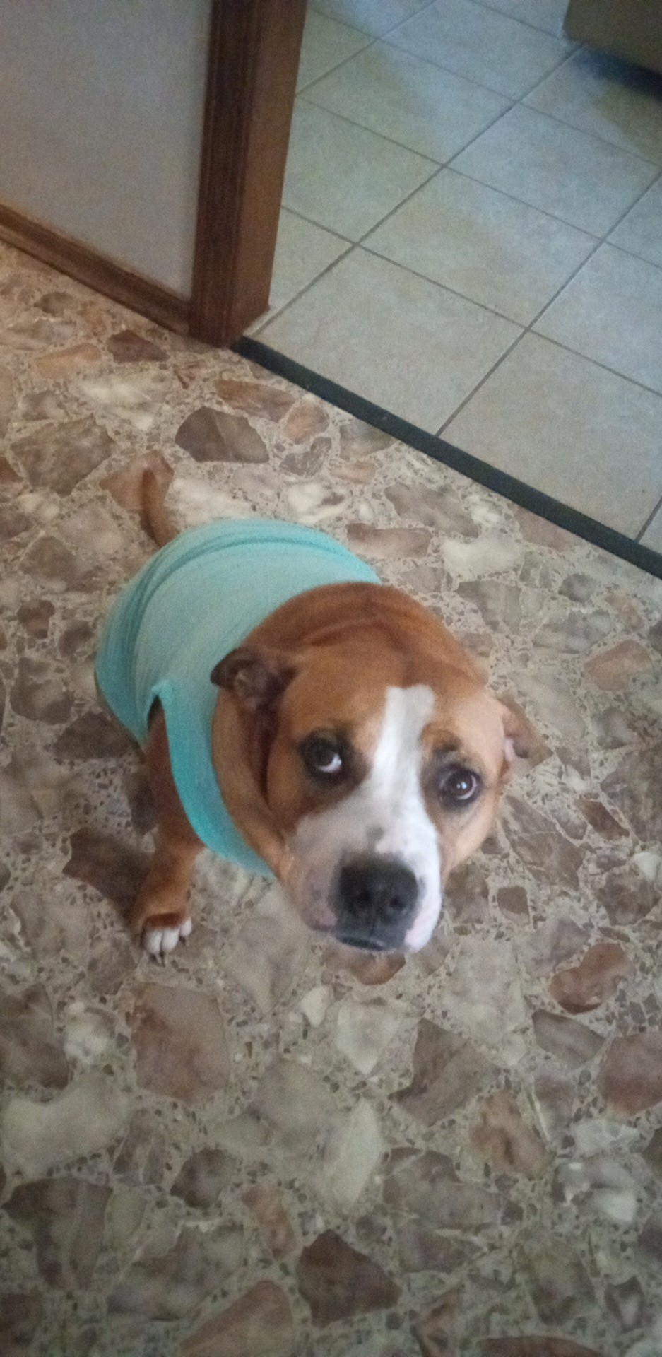 Barking Basics Dog Tank Shirt - Light Teal - Review Image 1