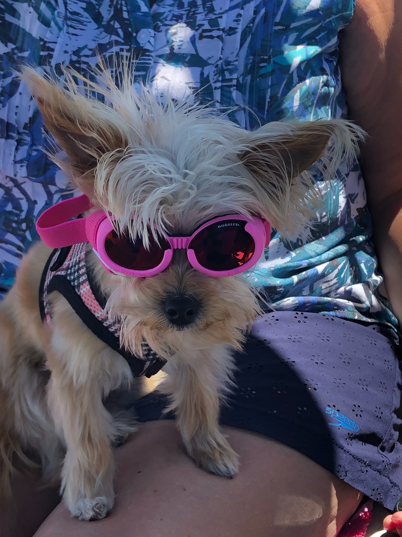 Doggles - ILS2 Pink Frame with Sunset Mirror Lens - Review Image 1