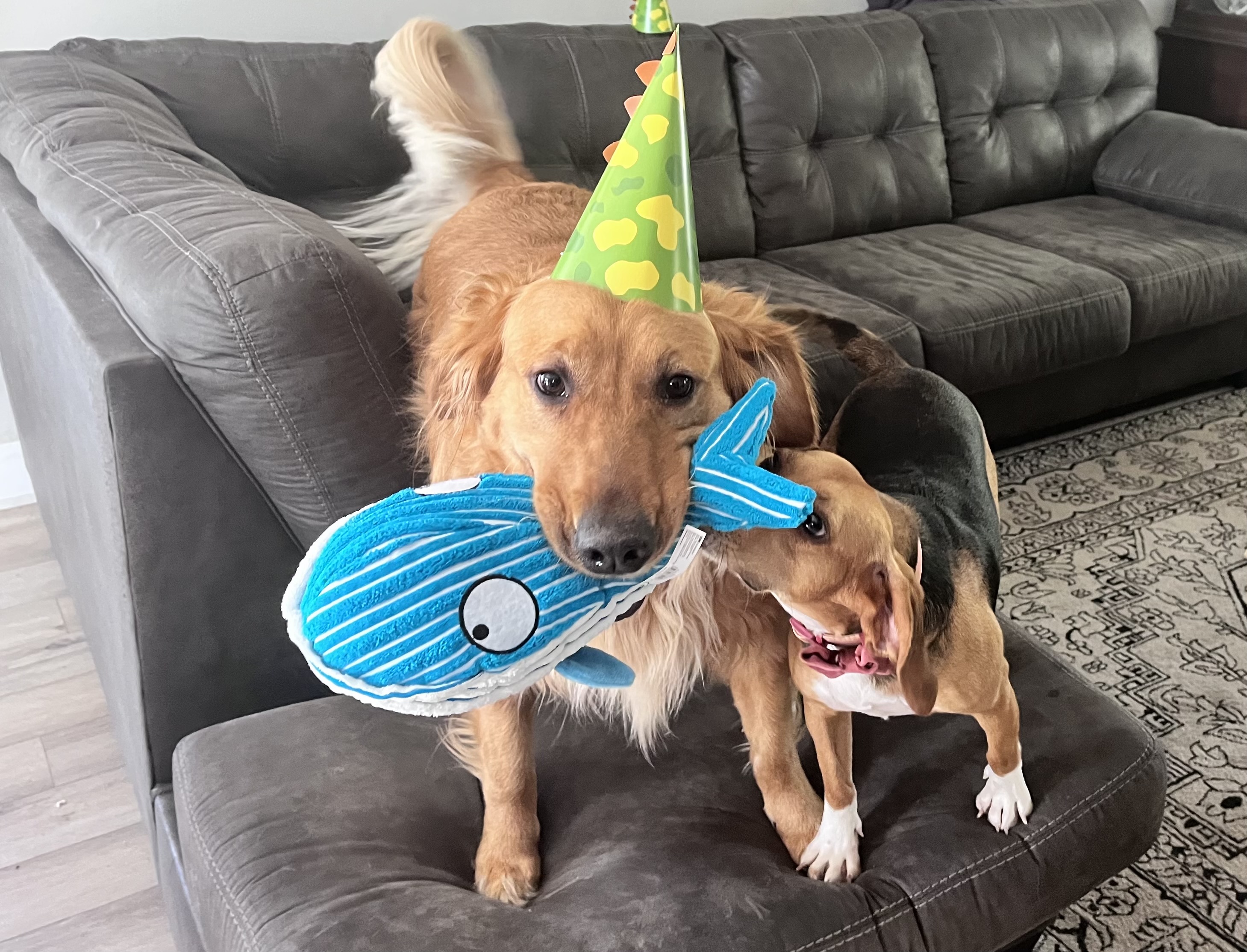 KONG CuteSeas Dog Toy - Whale - Review Image 1