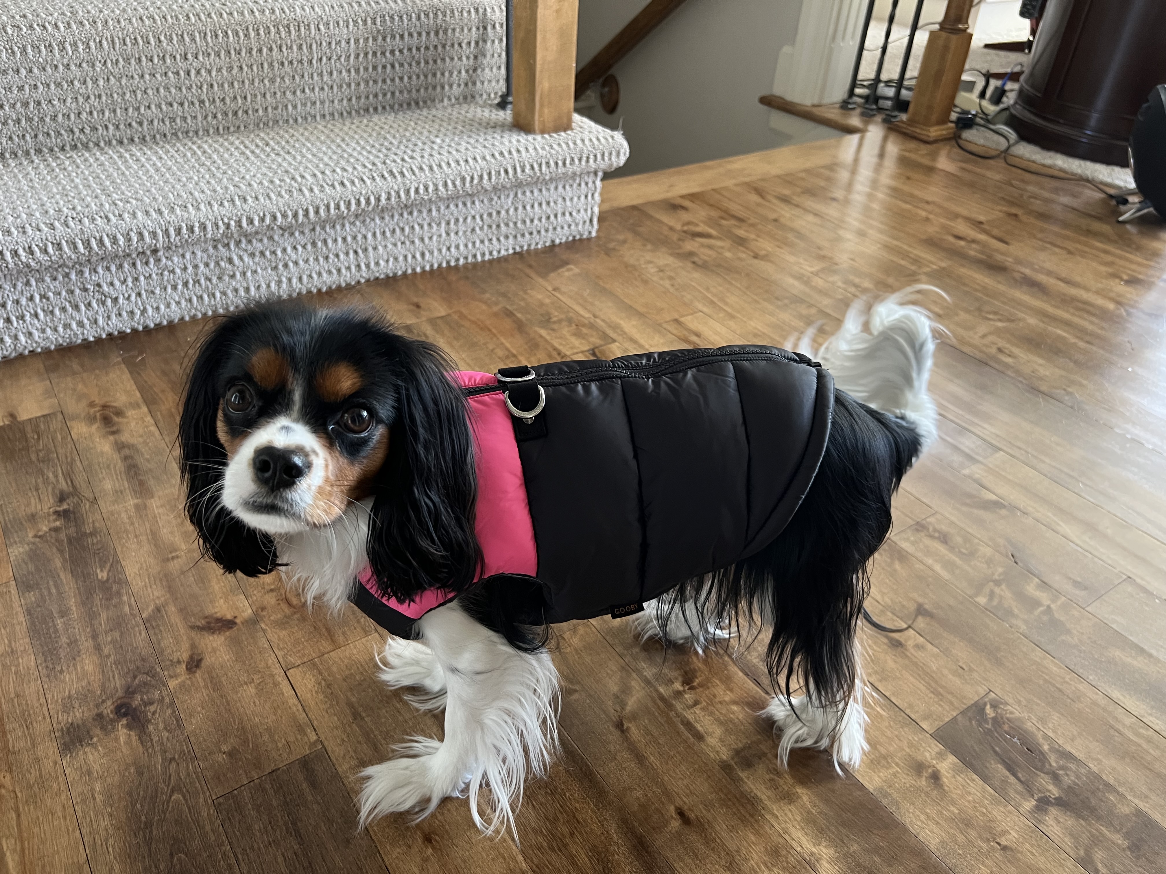 Padded Dog Harness Vest by Gooby - Pink/Black - Review Image 1
