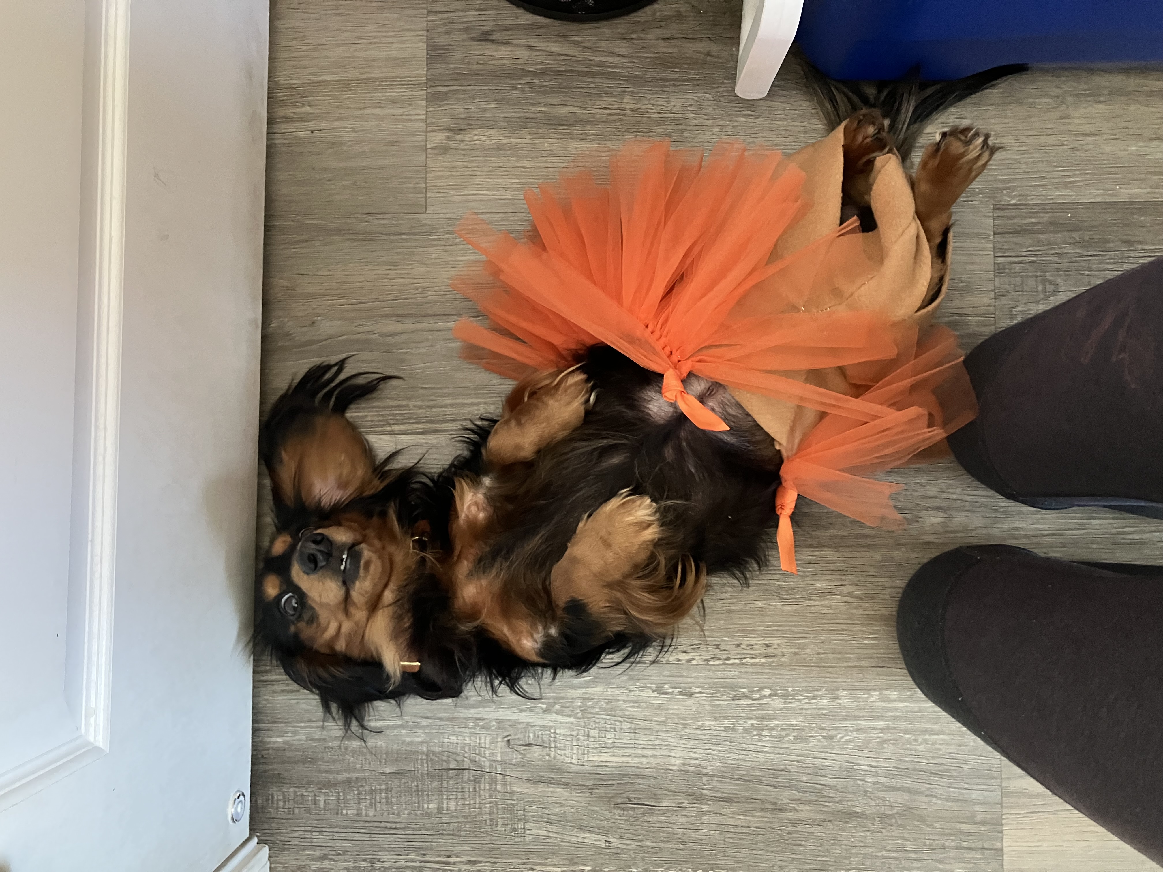 Pawpatu Tulle Dog Tutu - Orange - Review Image 1