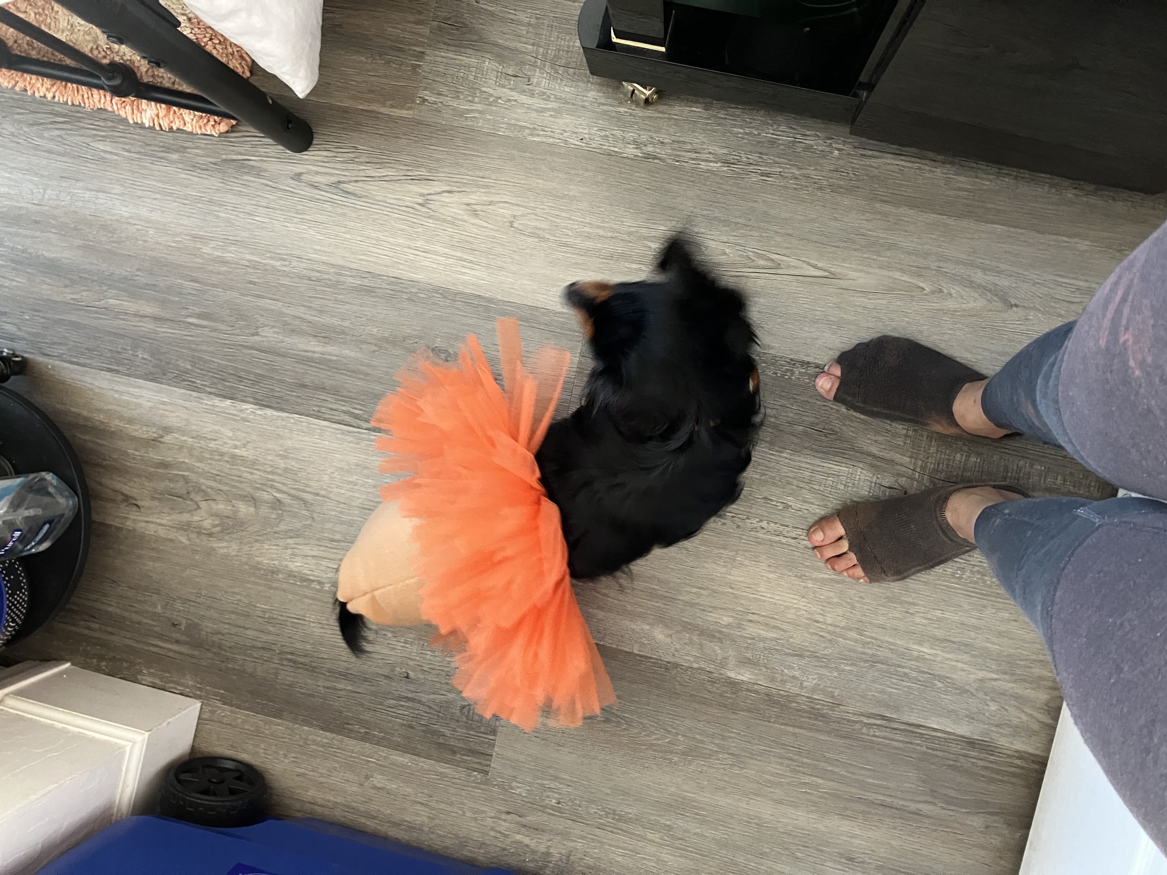 Pawpatu Tulle Dog Tutu - Orange - Review Image 2