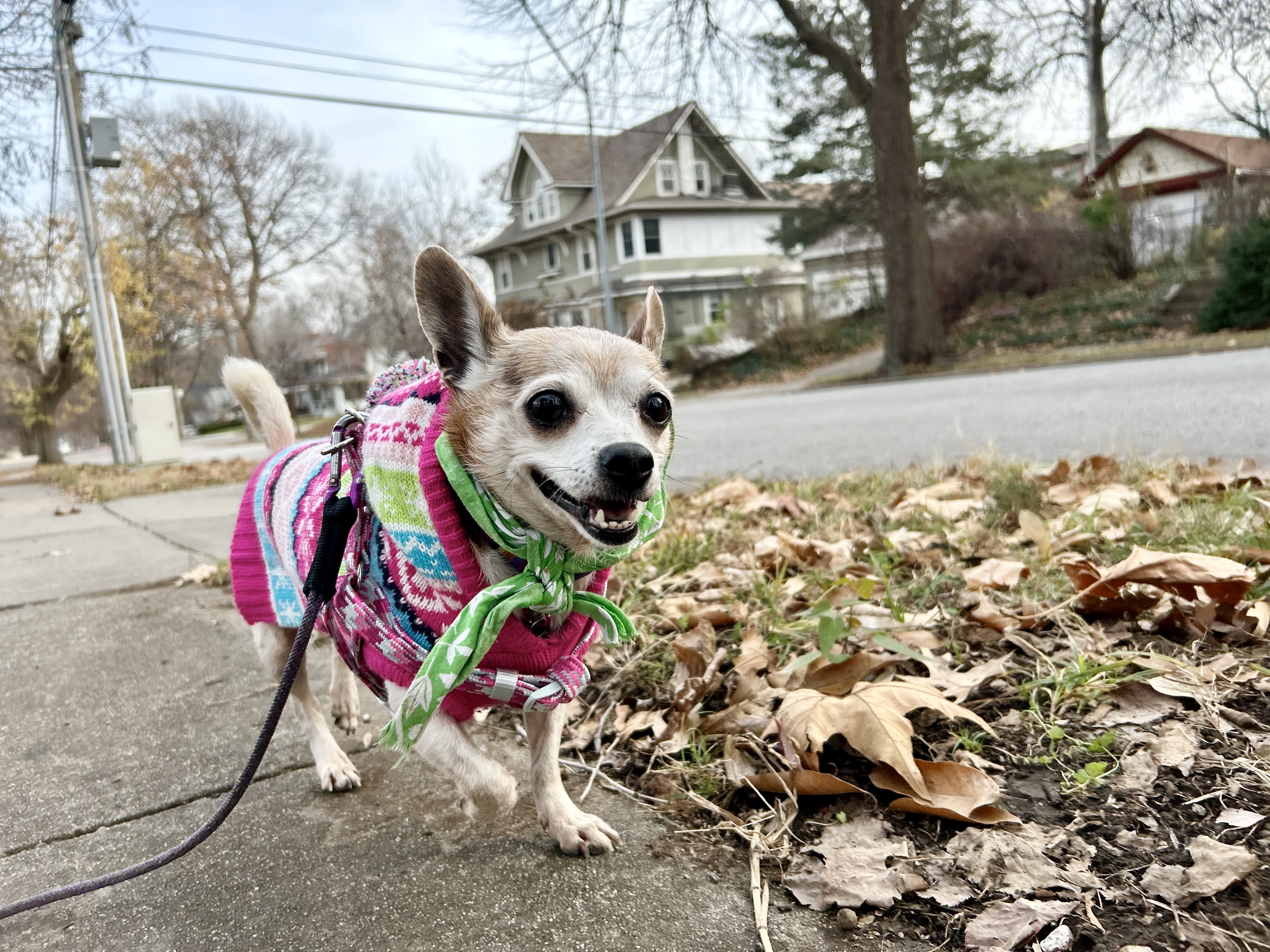 Worthy Dog Fair Isle Dog Hoodie - Pink - Review Image 1