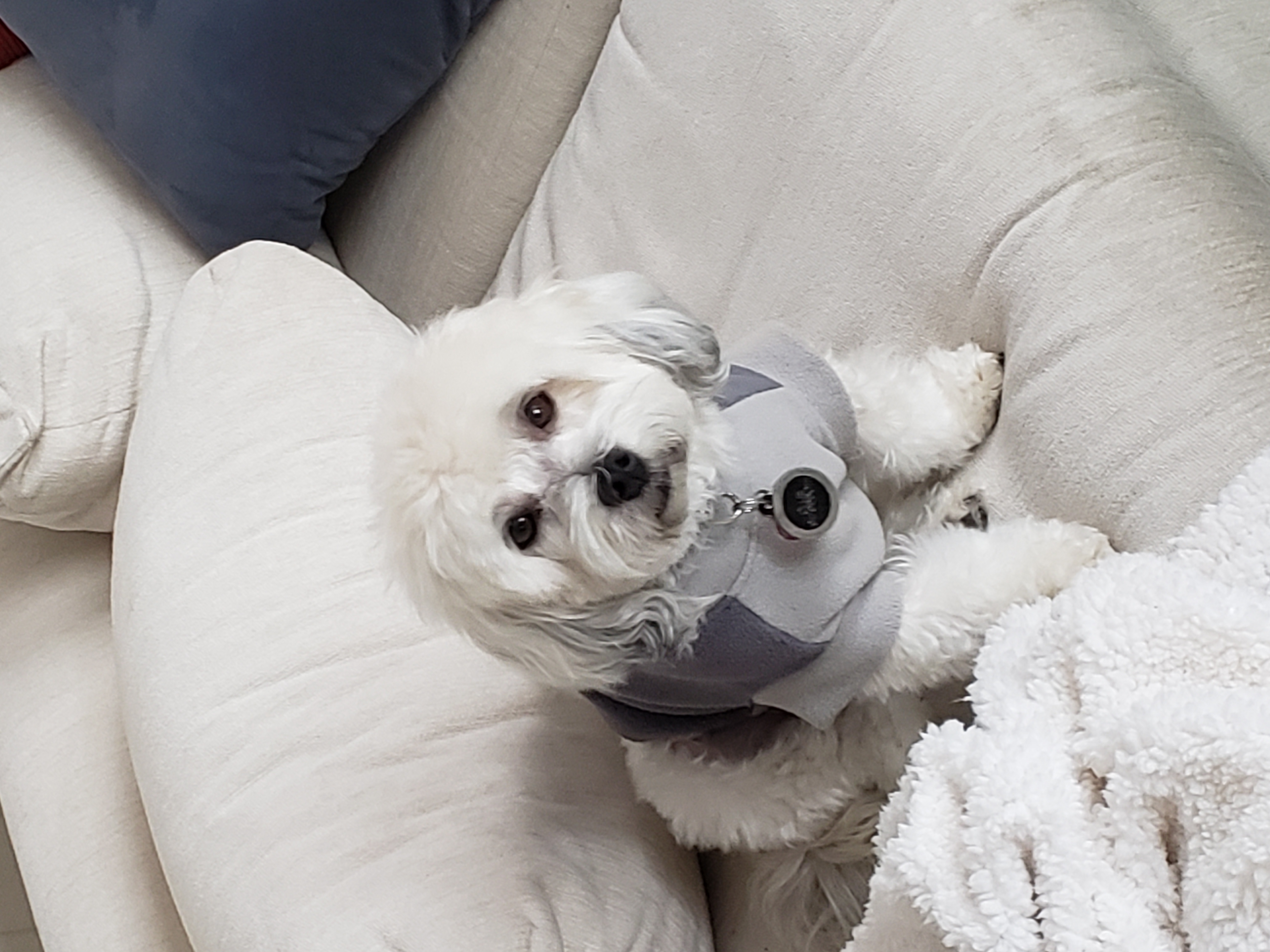 Highline Fleece Dog Coat by Doggie Design - Two Tone Gray - Review Image 1