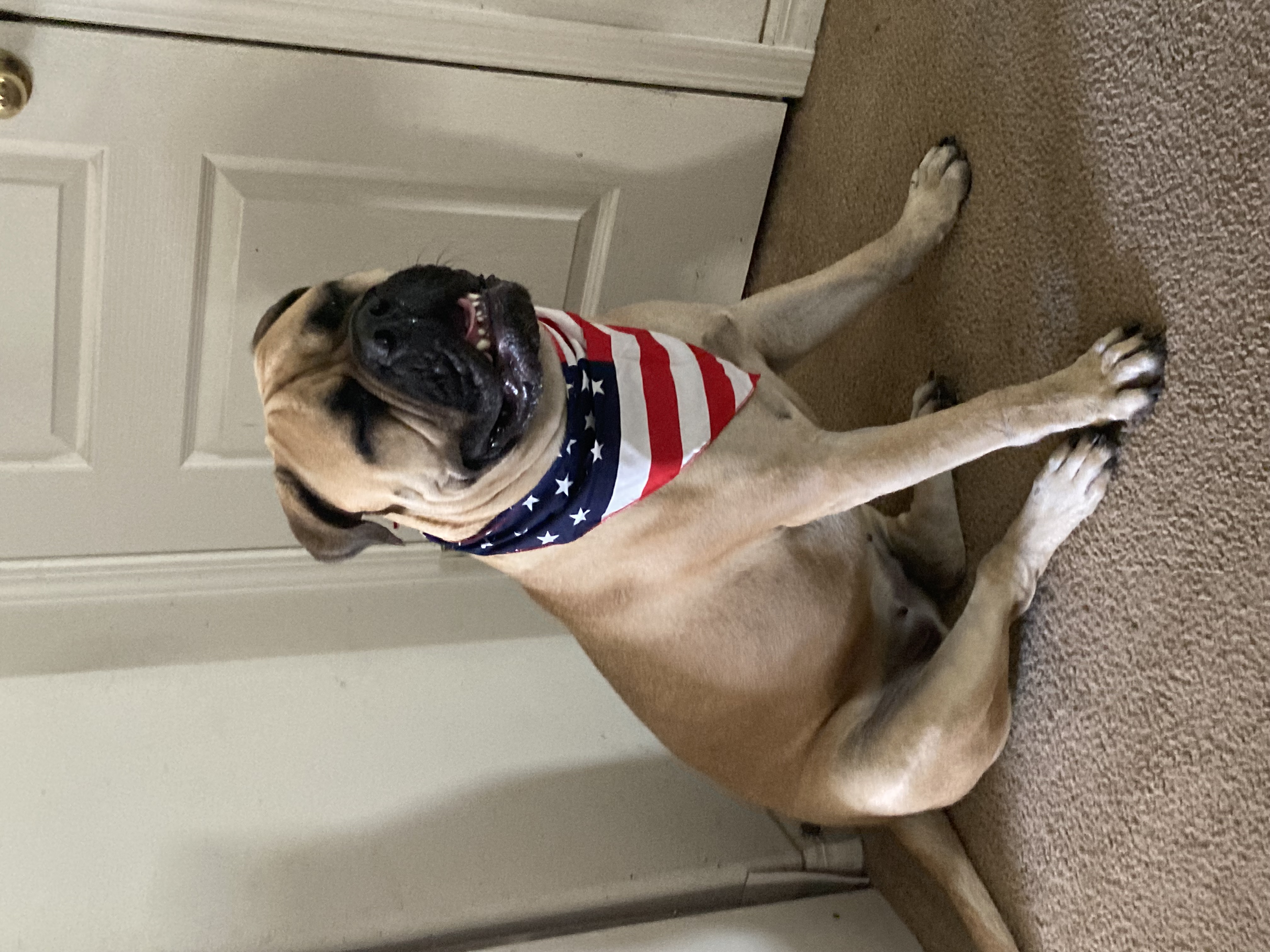 Carna4 Dry Dog Food - Chicken Recipe - Review Image 1