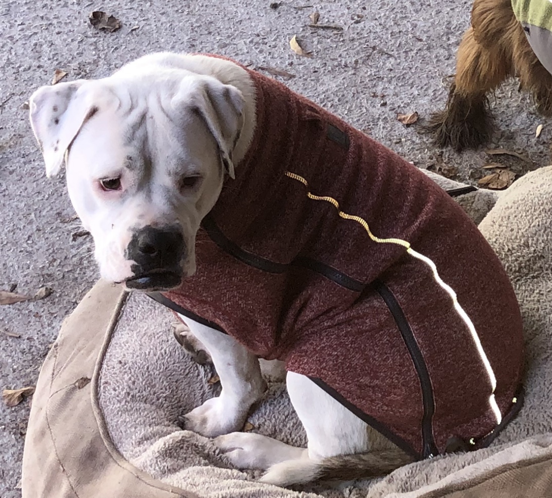 RuffWear Hemp Hound Sweater Dog Jacket - Fired Brick - Review Image 1
