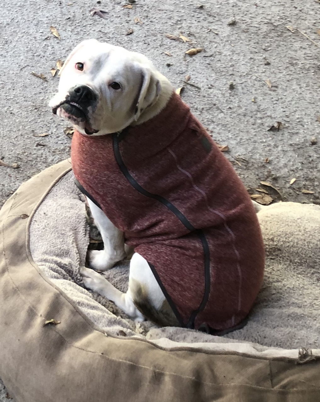 RuffWear Hemp Hound Sweater Dog Jacket - Fired Brick - Review Image 2