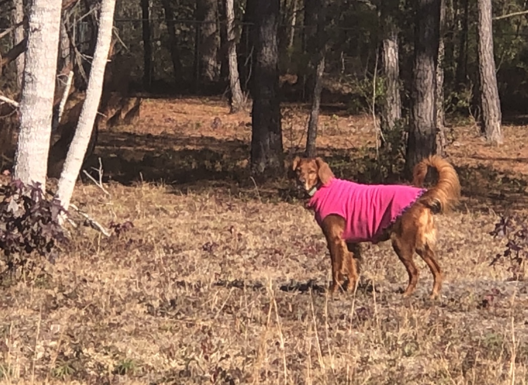 Gold Paw Reversible Double Fleece Dog Jacket - Mulberry Plaid/Fuchsia - Review Image 2