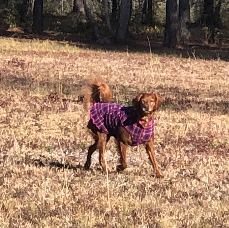 Gold Paw Reversible Double Fleece Dog Jacket - Mulberry Plaid/Fuchsia - Review Image 3
