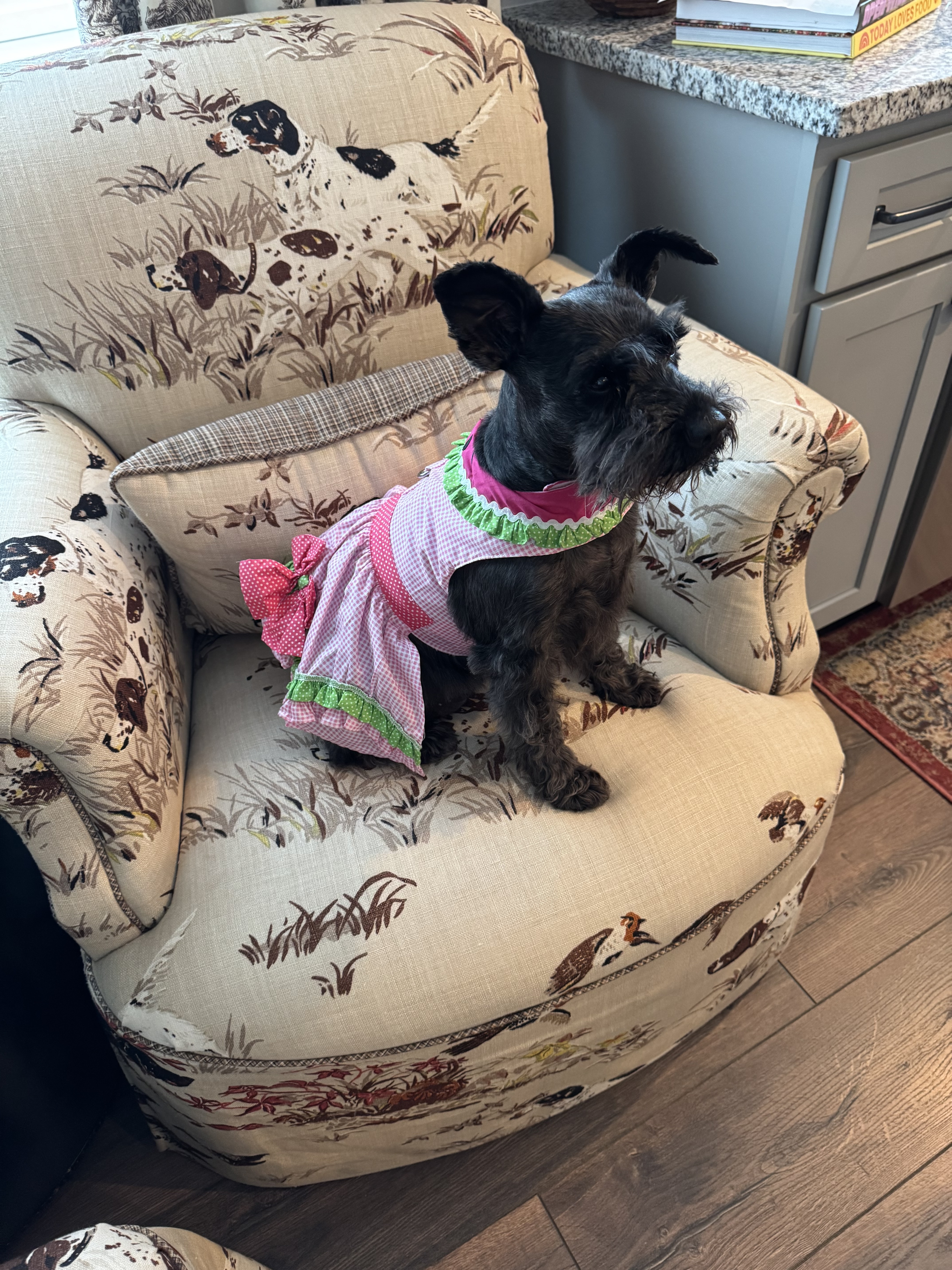 Watermelon Dog Harness Dress by Doggie Design - Review Image 1