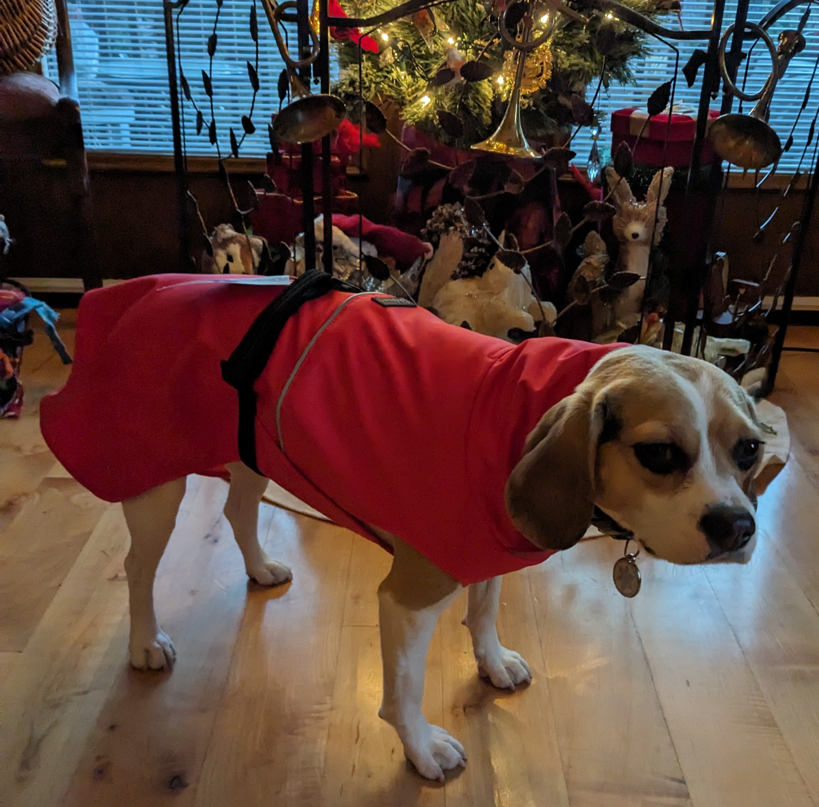 Gold Paw Rain Paw II Dog Raincoat - Bright Red/Orange - Review Image 1