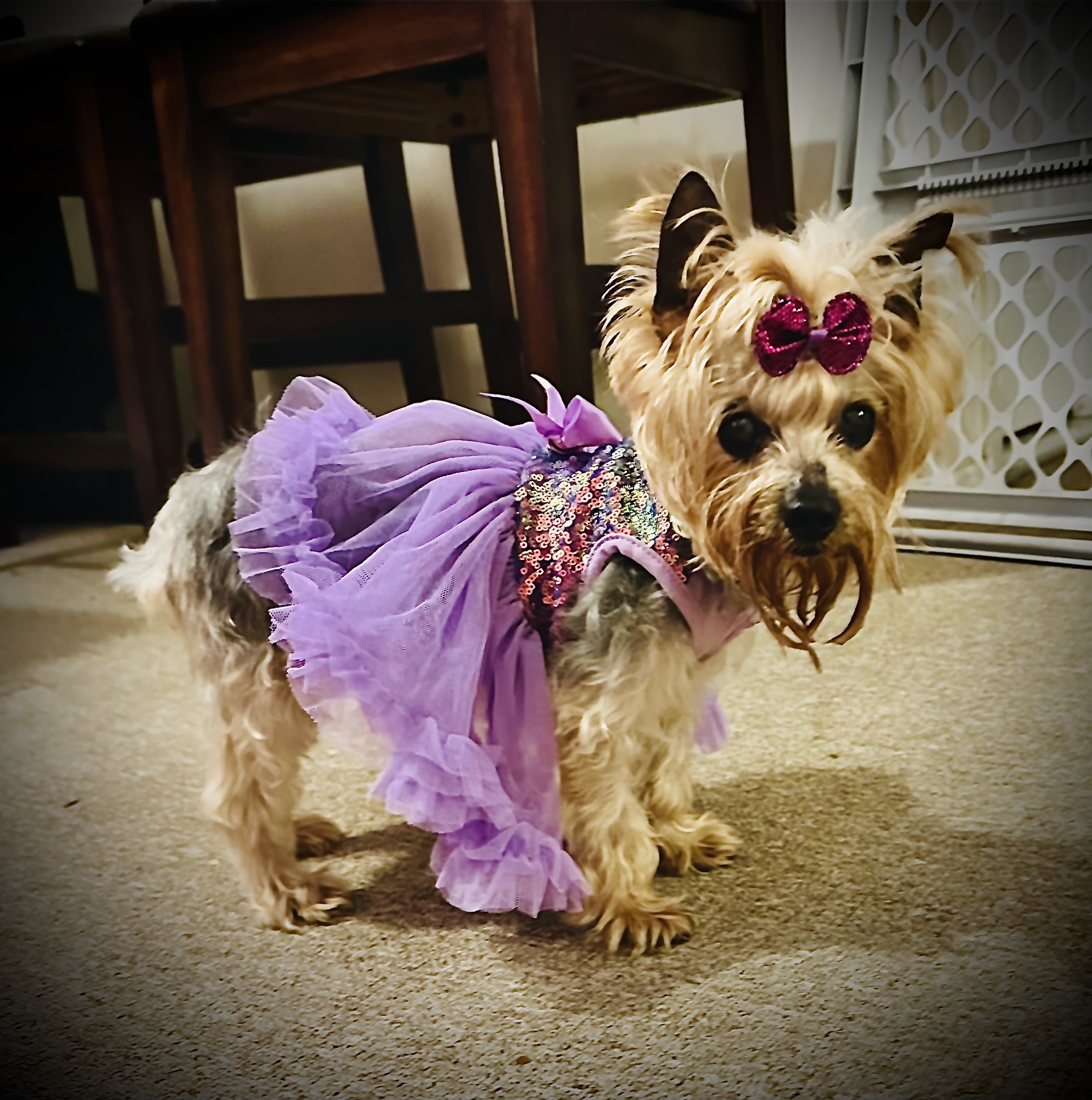 Pawpatu Sequin Dog and Cat Dress - Purple - Review Image 2