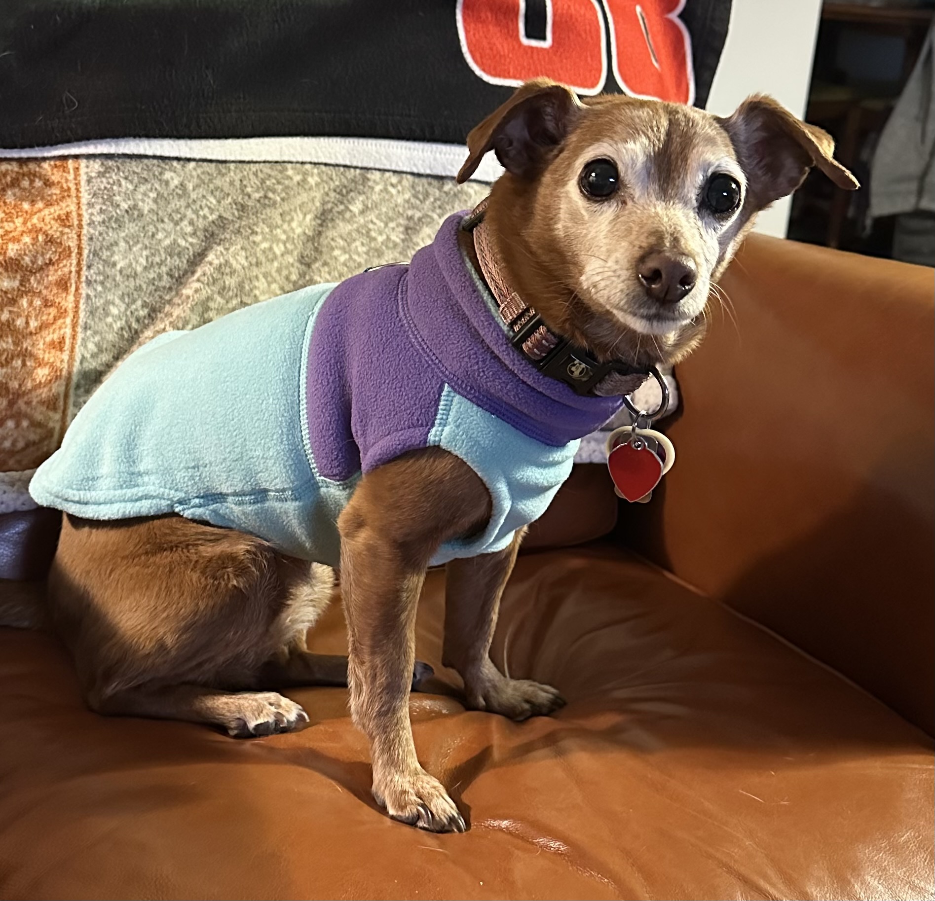 Gooby Fleece Vest Dog Harness - Two Tone Turquoise - Review Image 1