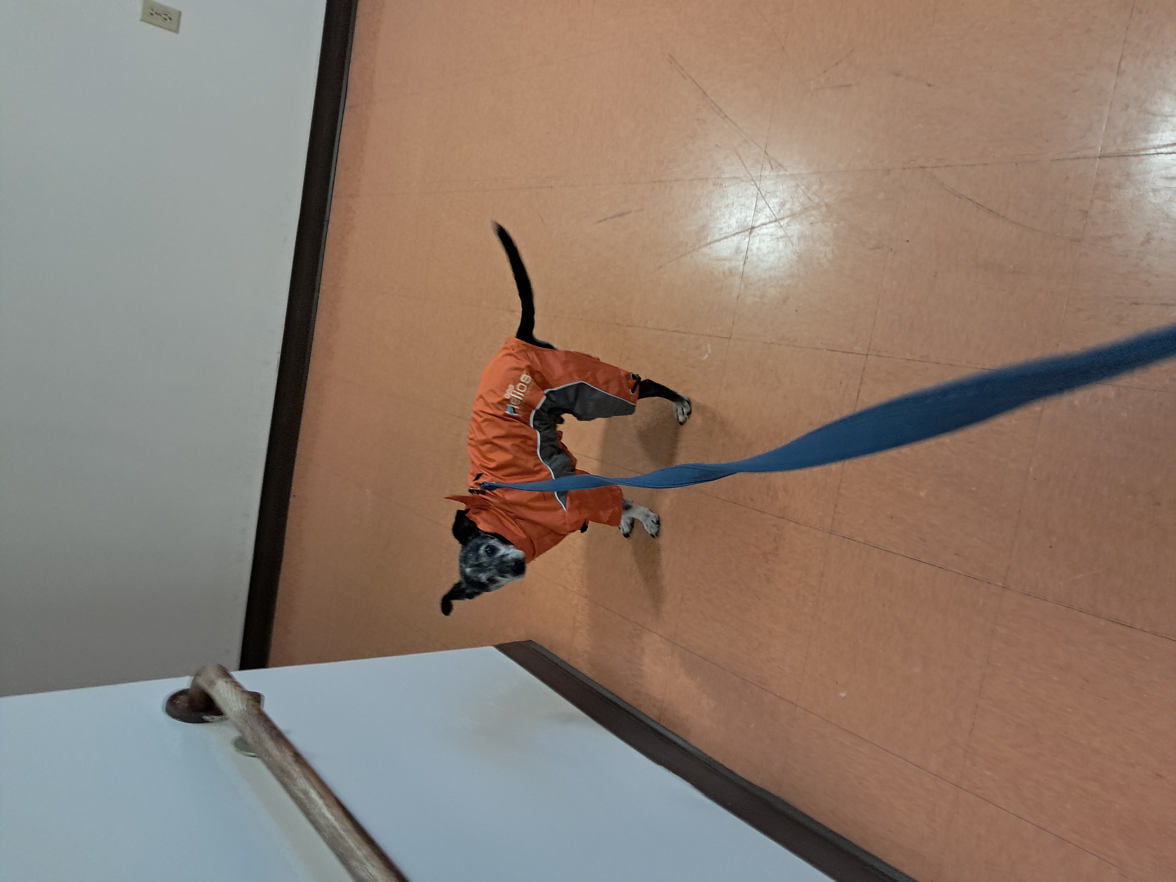 Pet Life Helios Blizzard Full-Bodied Reflective Dog Jacket - Orange - Review Image 1