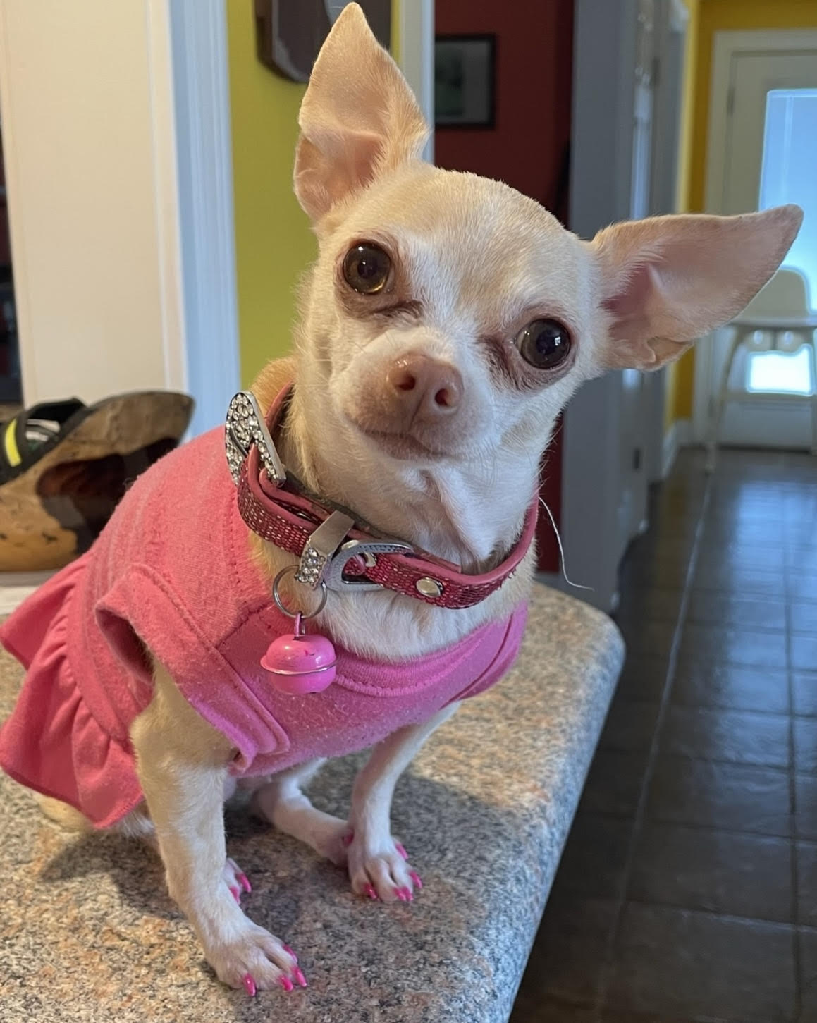Plain Dog and Cat Dress - Bright Pink - Review Image 1
