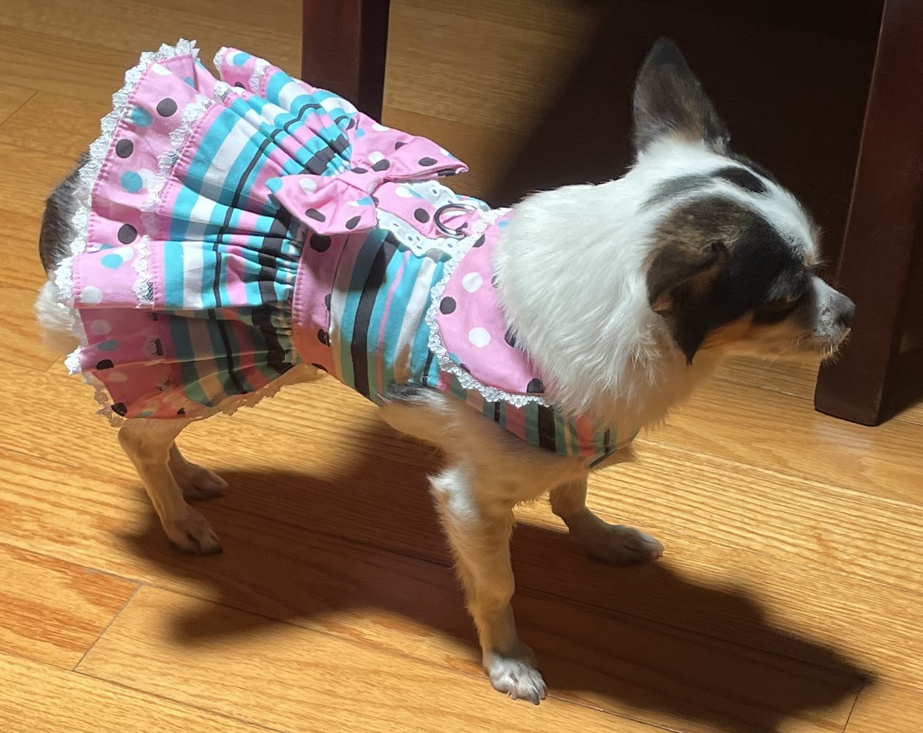 Dots and Stripes Dog Harness Dress with Matching Leash by Doggie Design - Pink & Teal - Review Image 1
