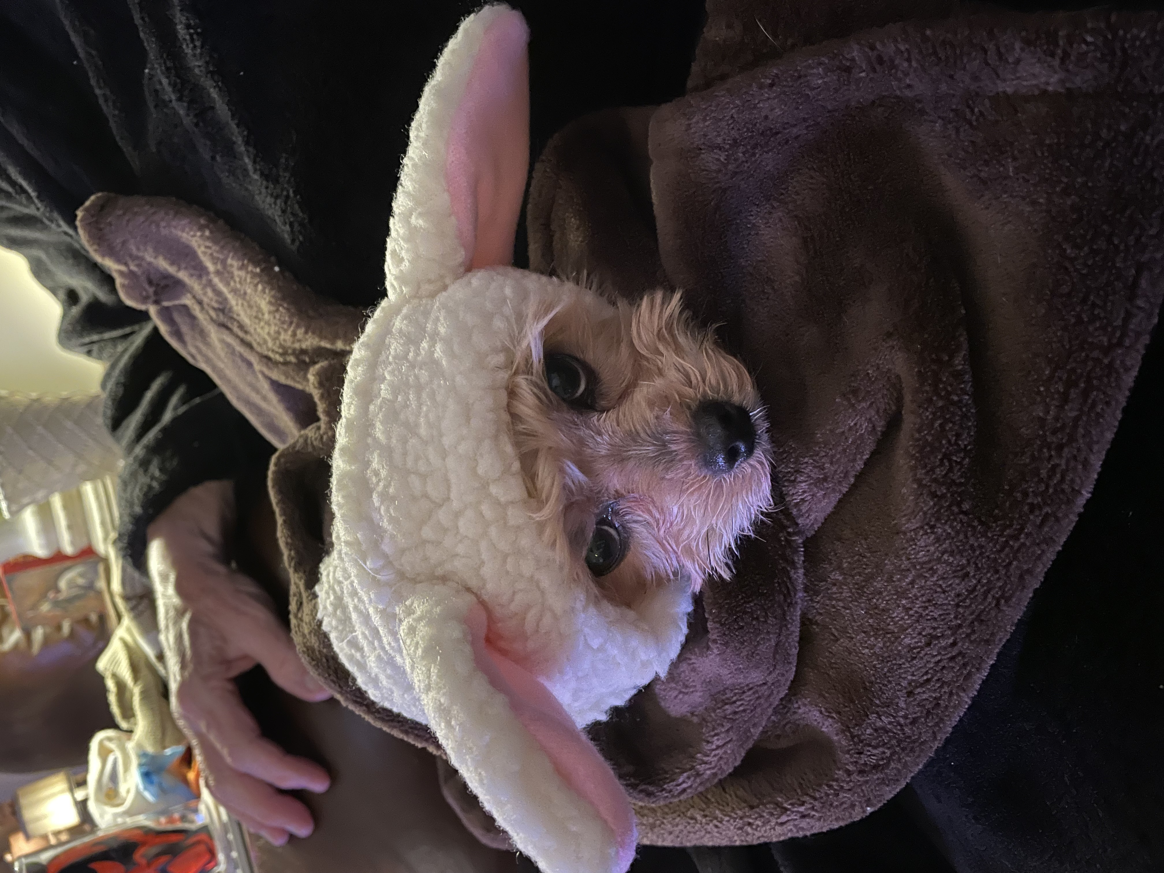 California Costumes Sheep Dog Costume - Review Image 2